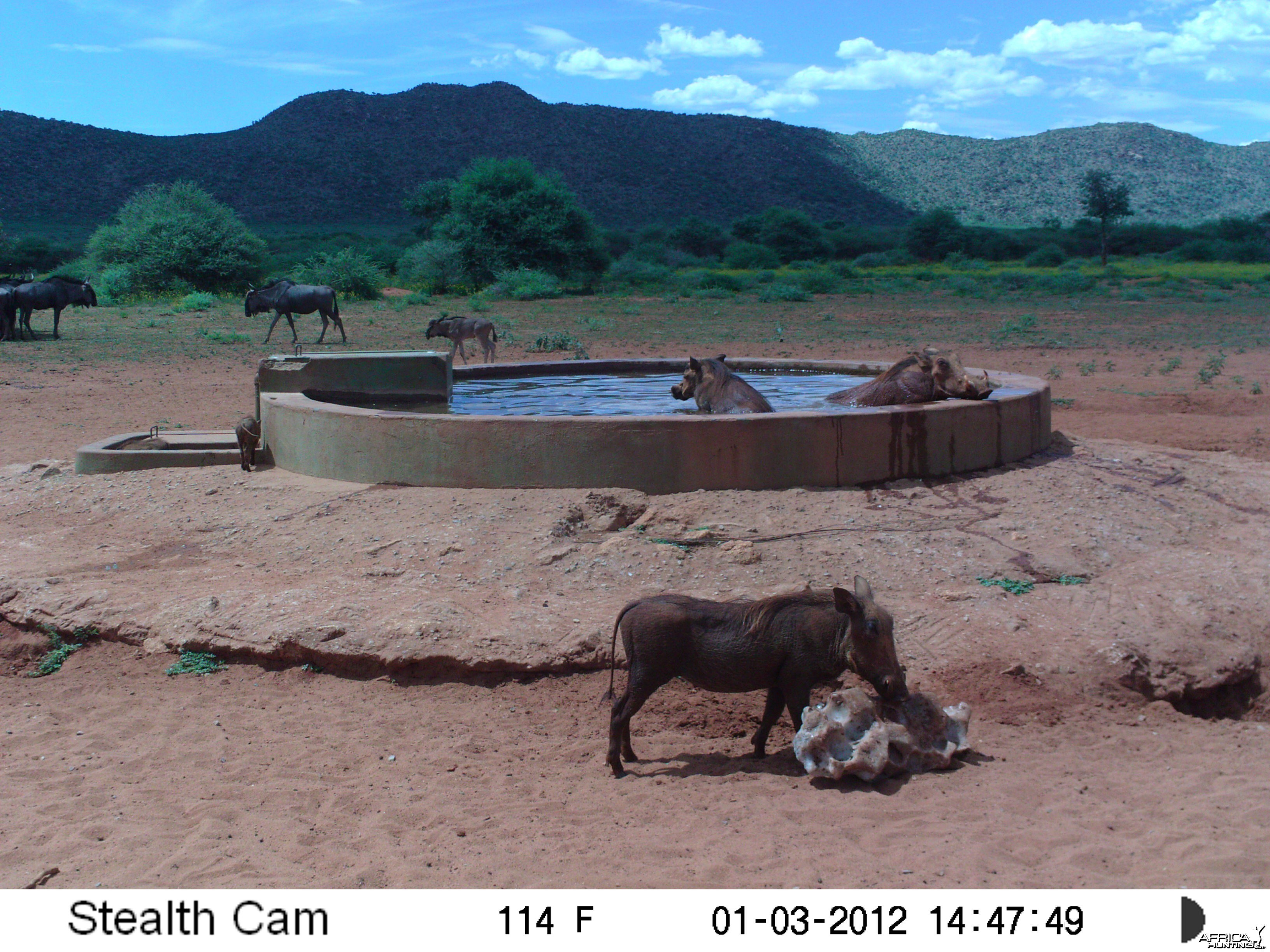 Trail Camera Namibia