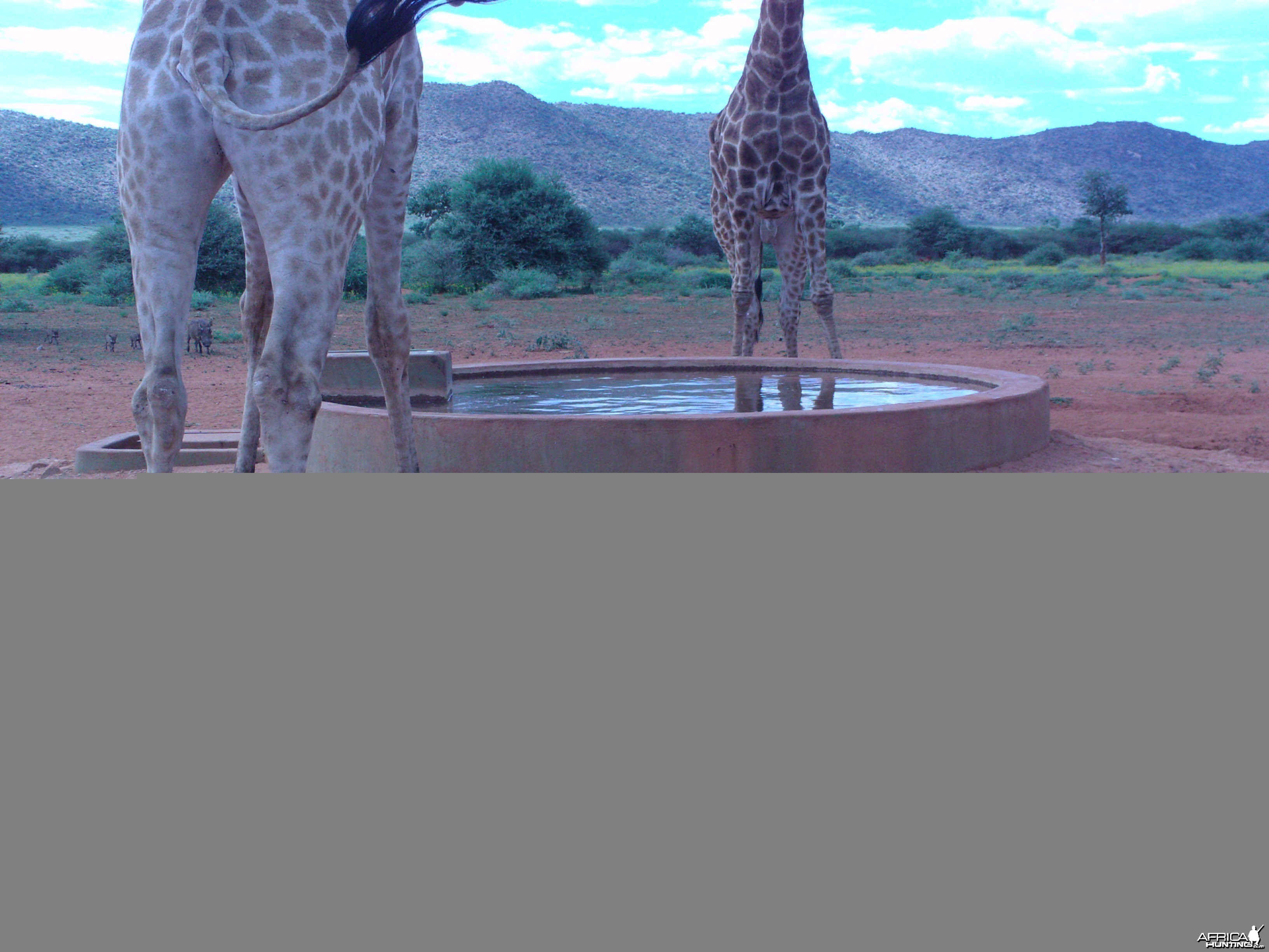 Trail Camera Namibia