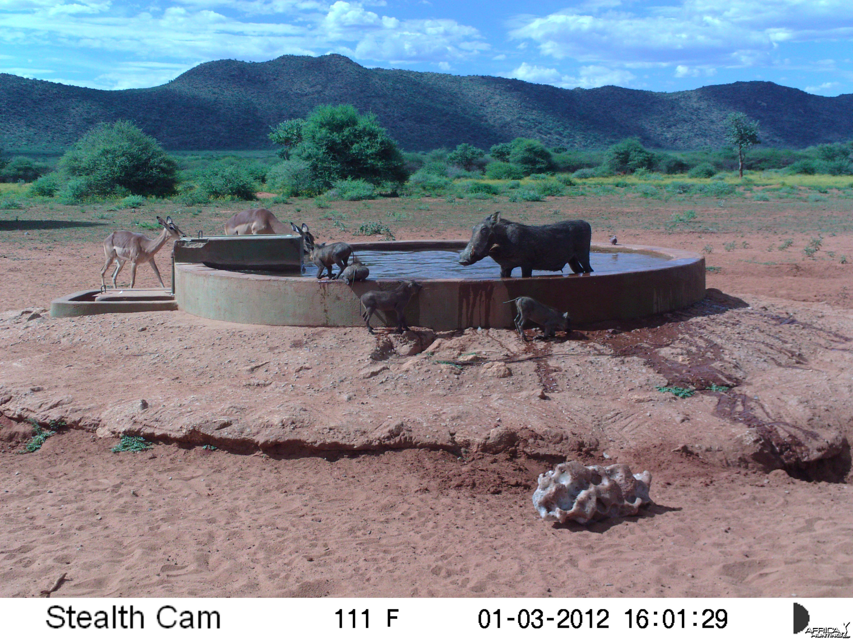 Trail Camera Namibia