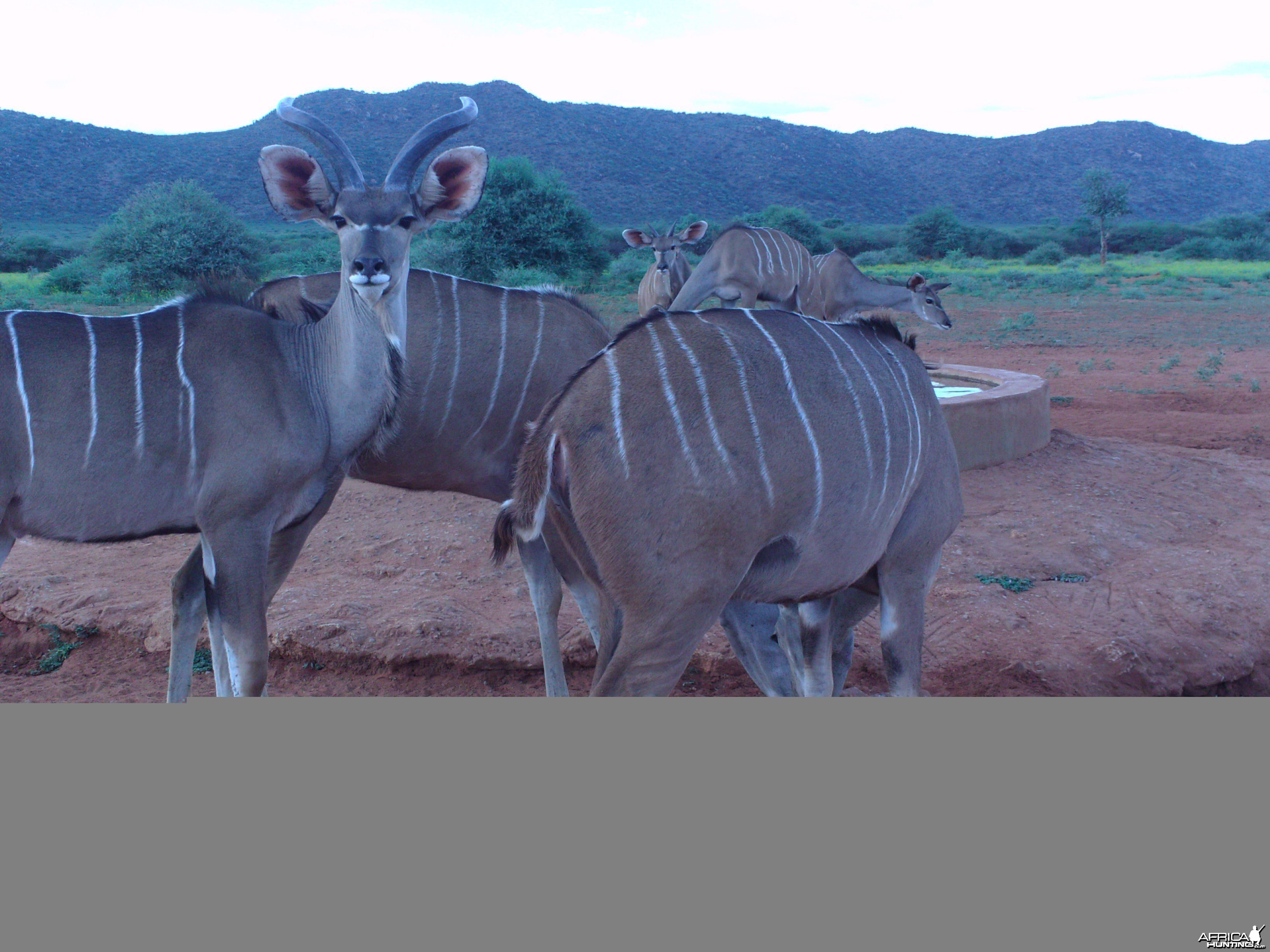 Trail Camera Namibia