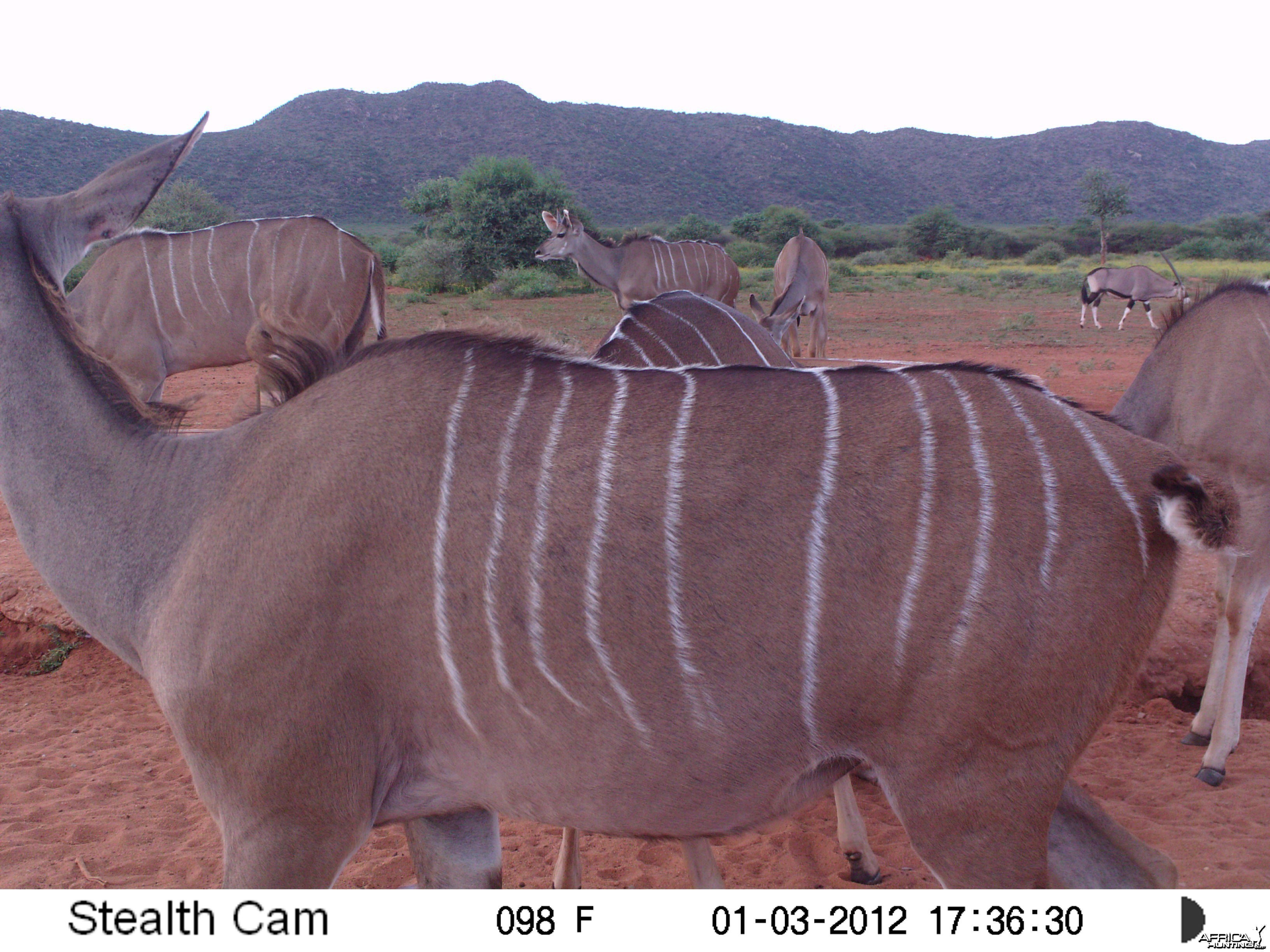 Trail Camera Namibia