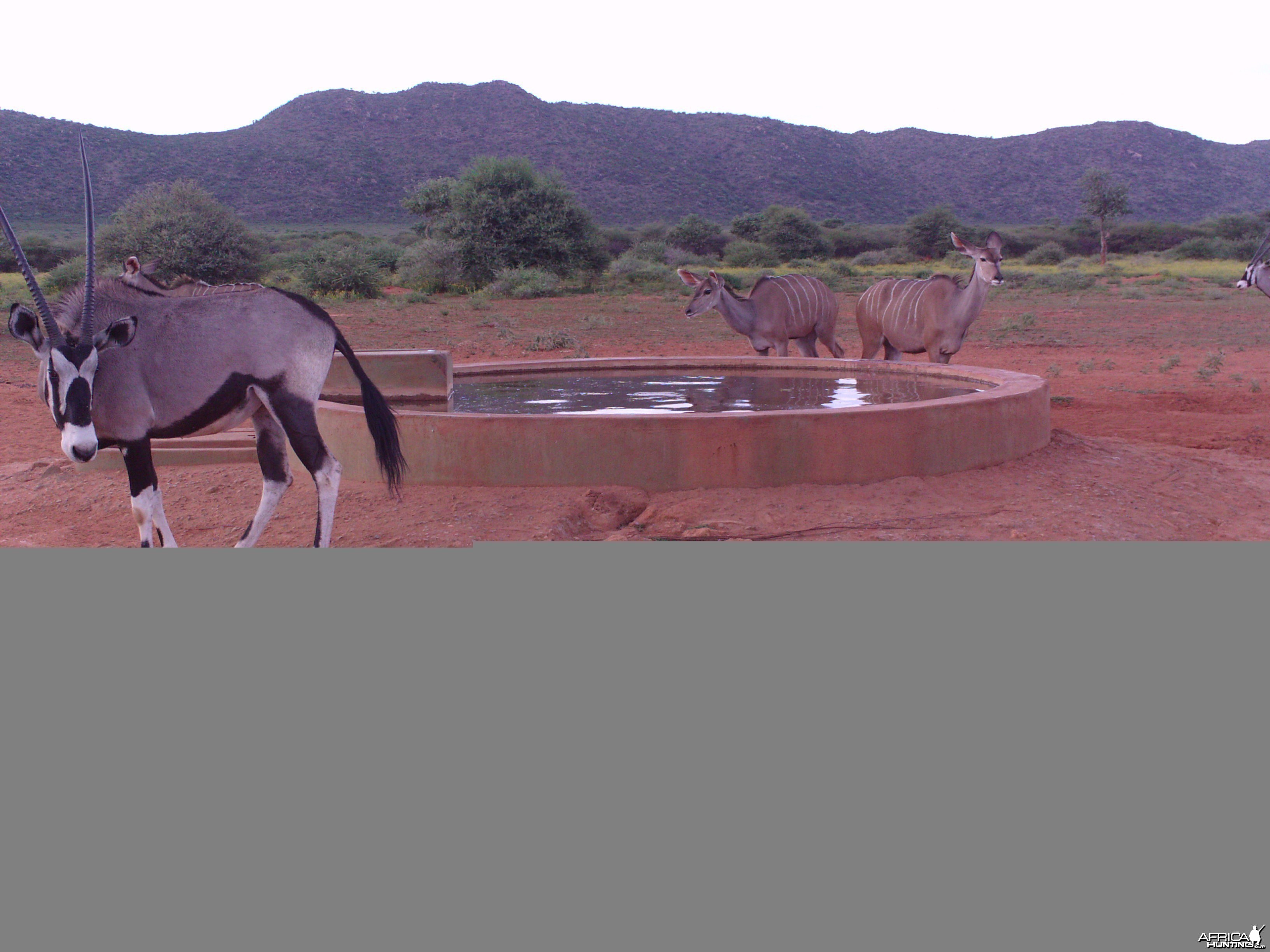 Trail Camera Namibia