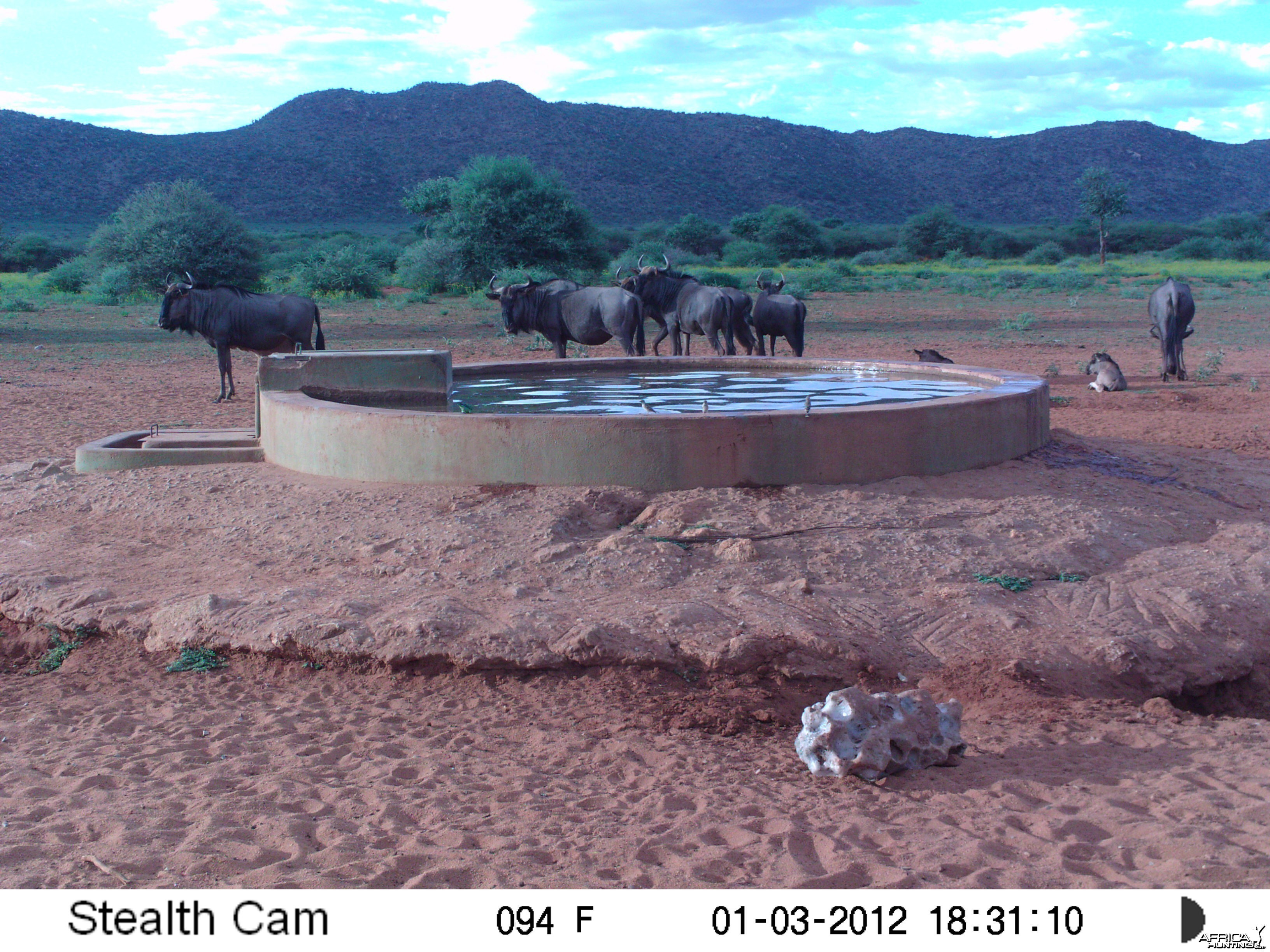 Trail Camera Namibia