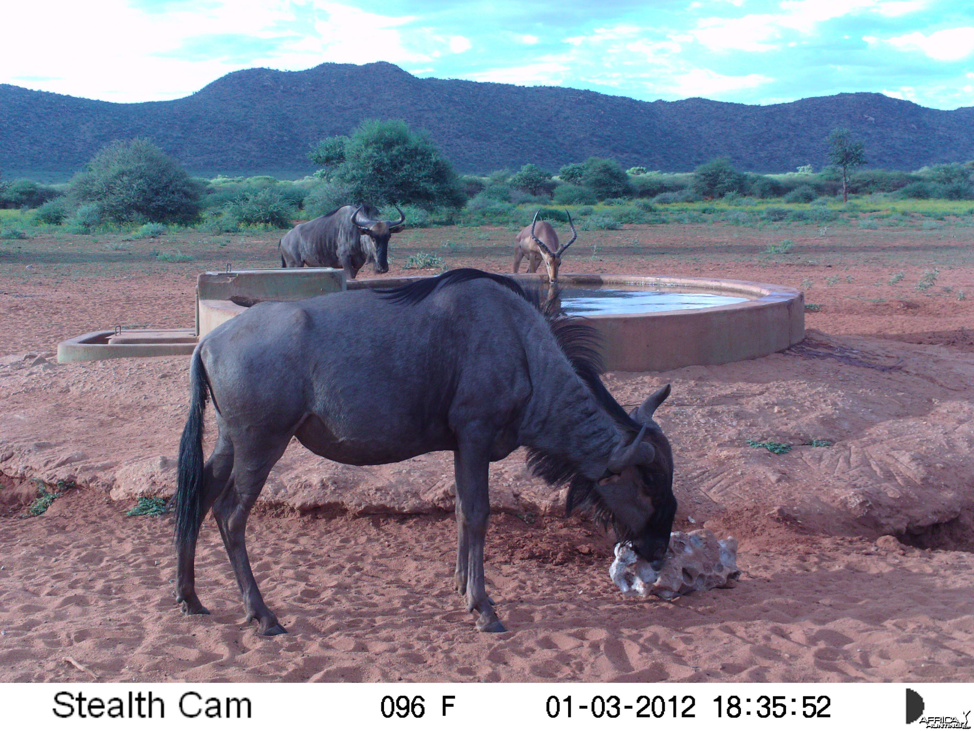 Trail Camera Namibia