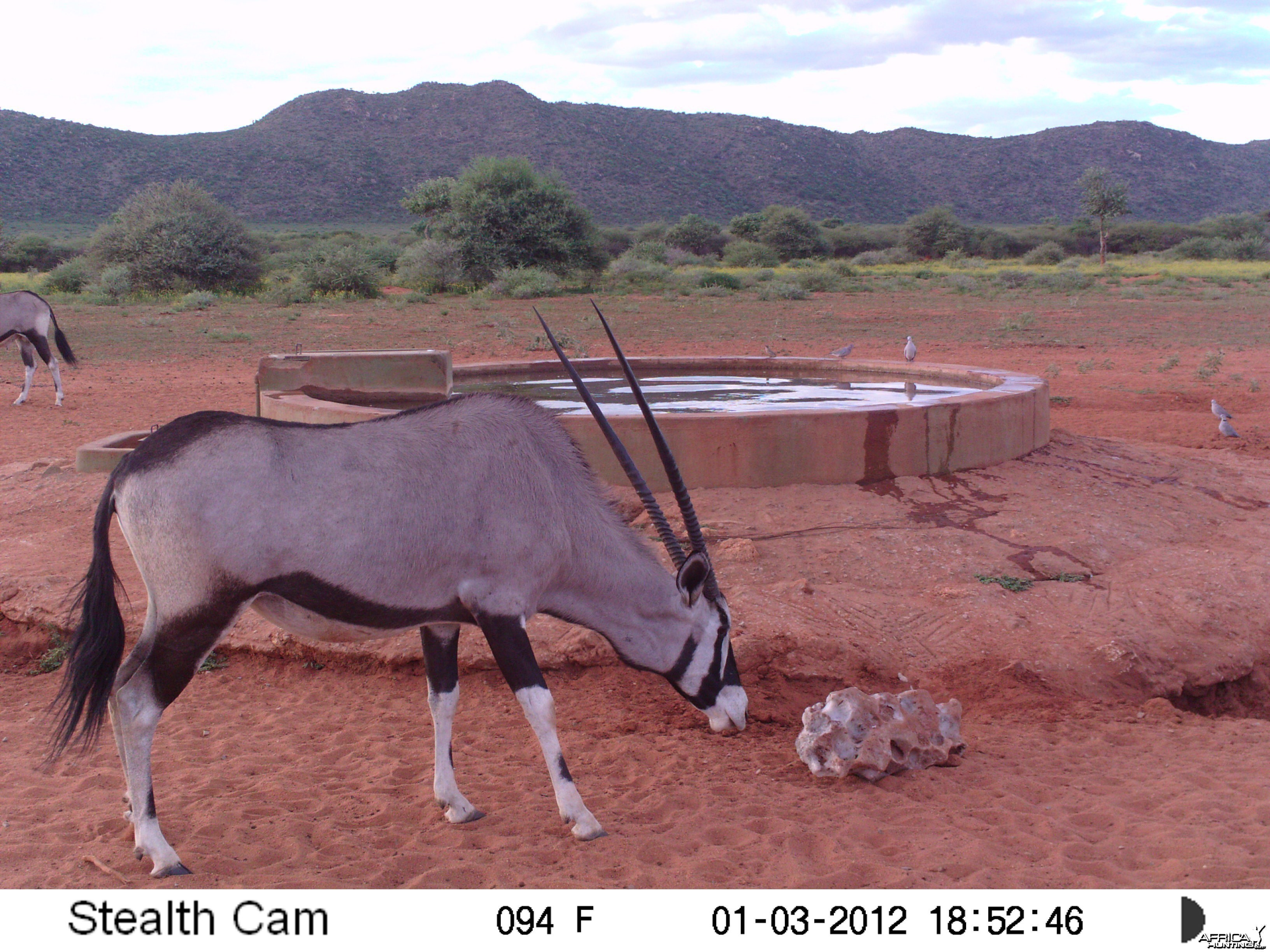 Trail Camera Namibia