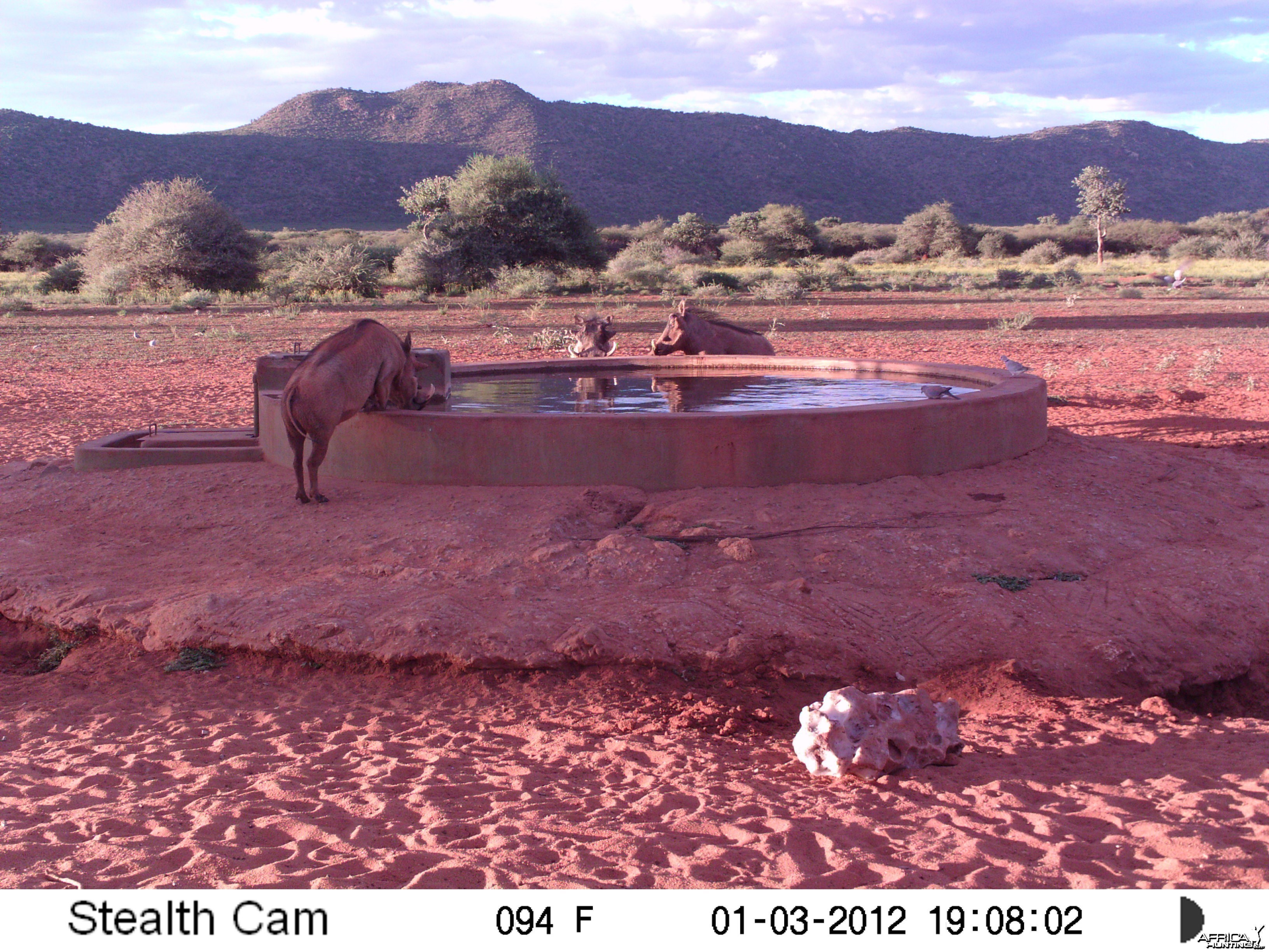 Trail Camera Namibia