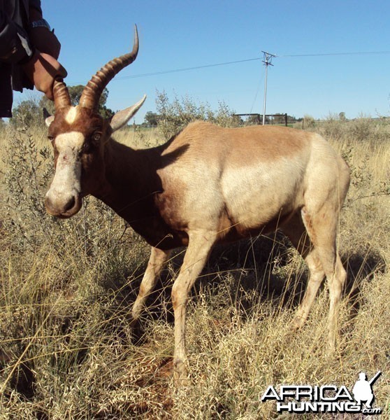 Yellow Blesbuck ram - South Africa - 3GwildLifeAuction