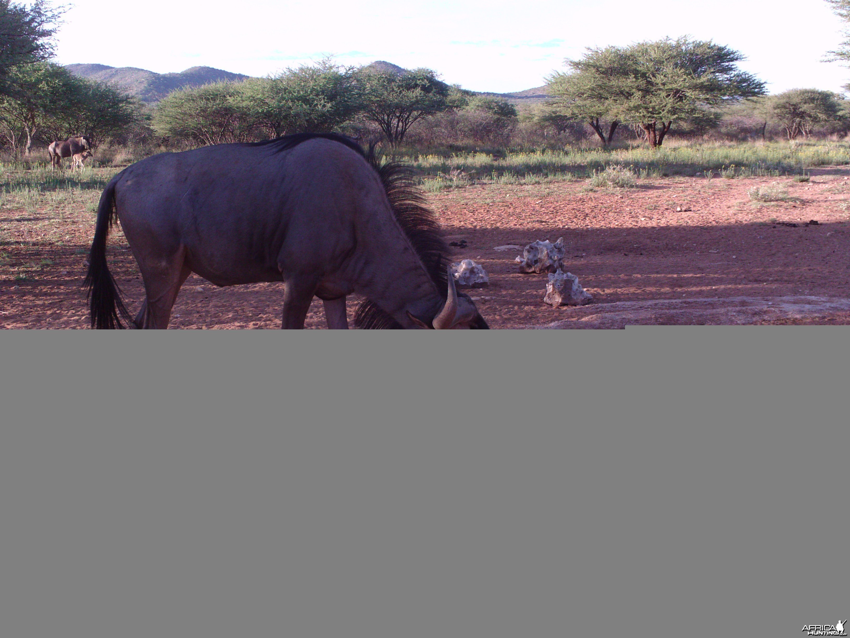 Trail Camera Namibia