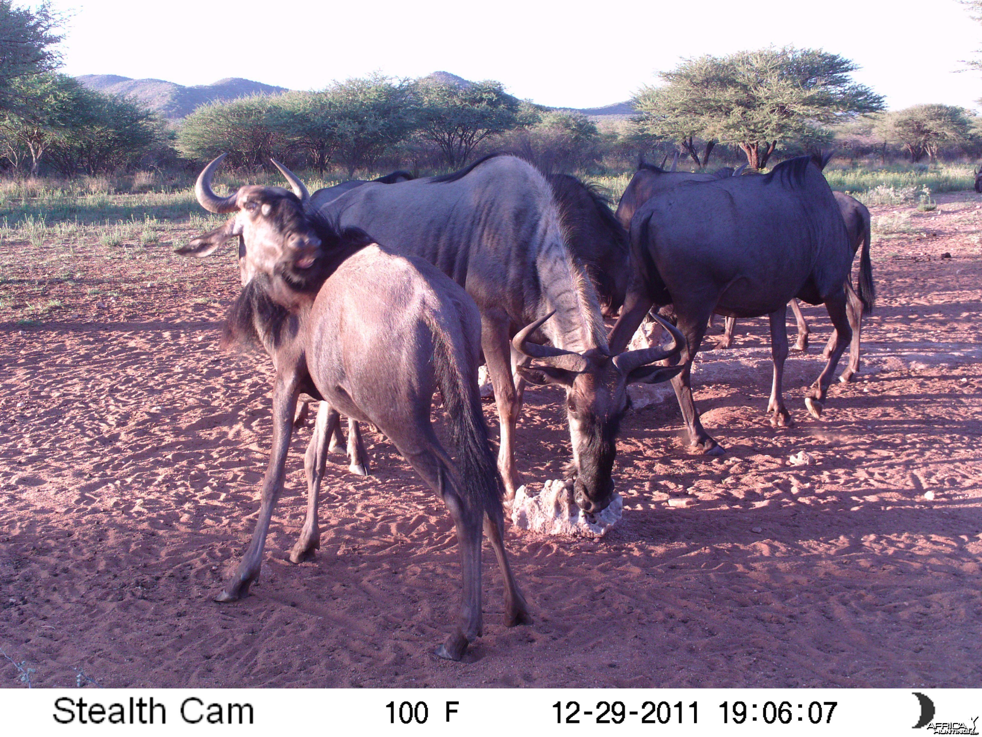 Trail Camera Namibia