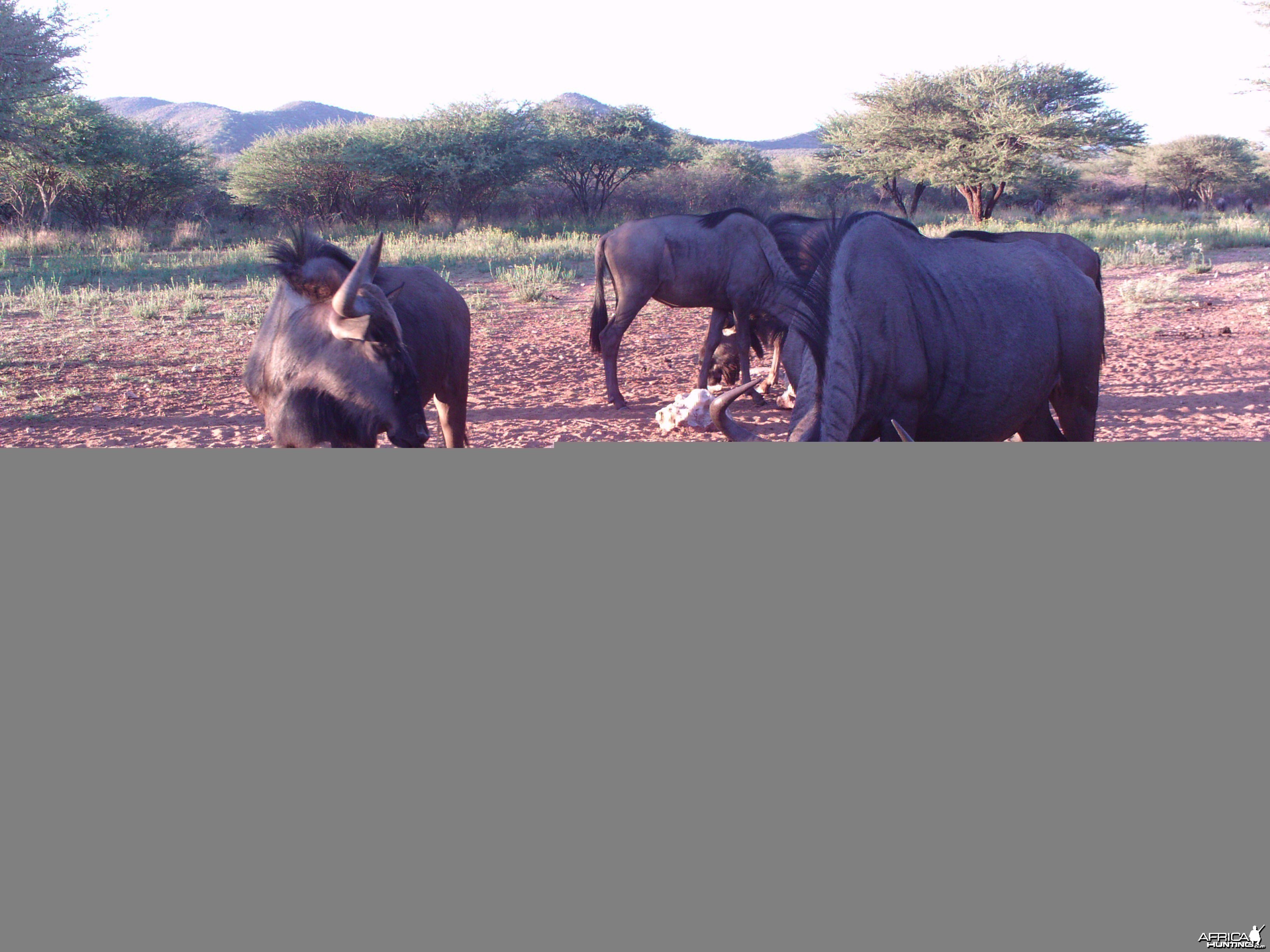 Trail Camera Namibia