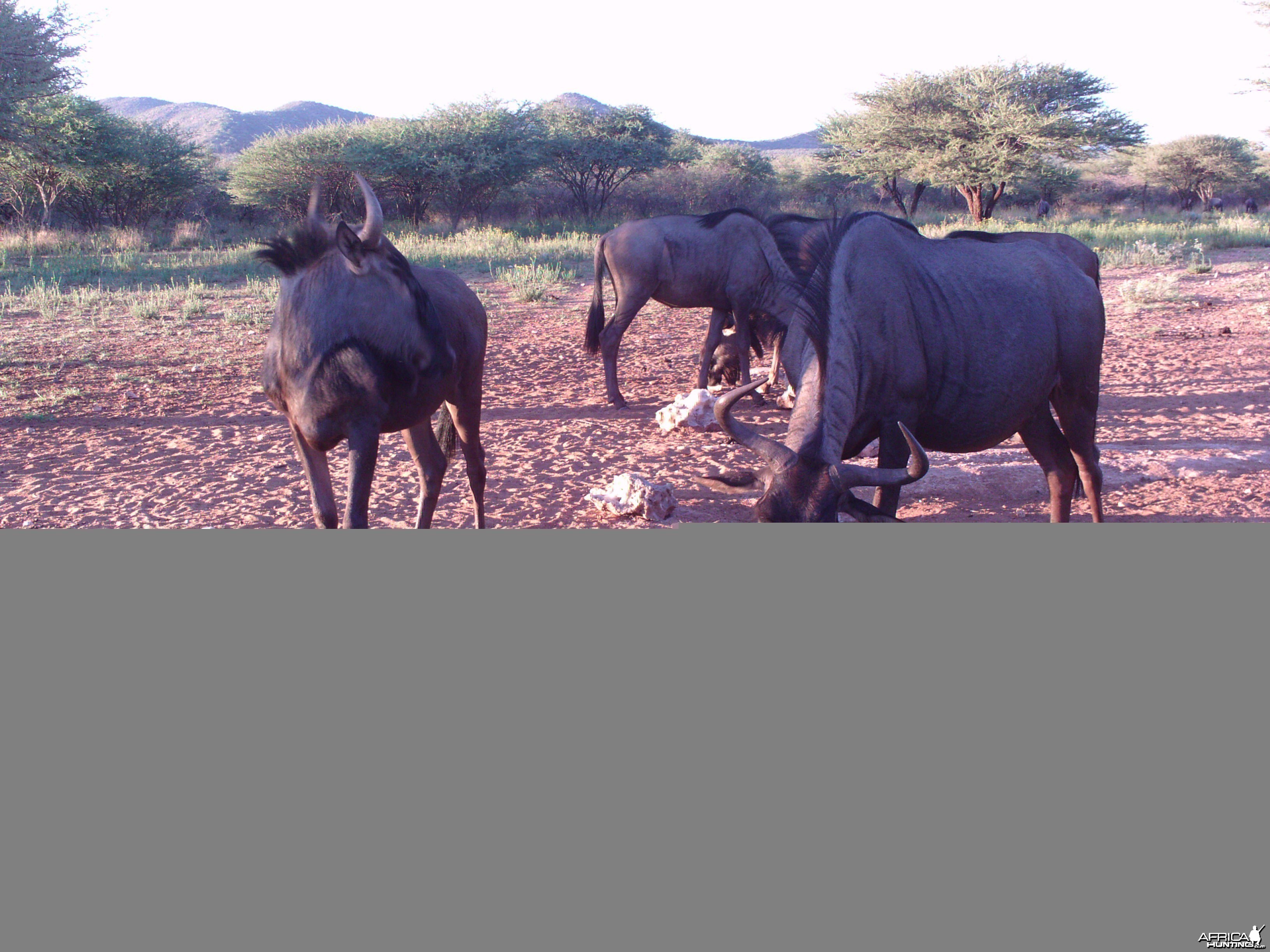 Trail Camera Namibia