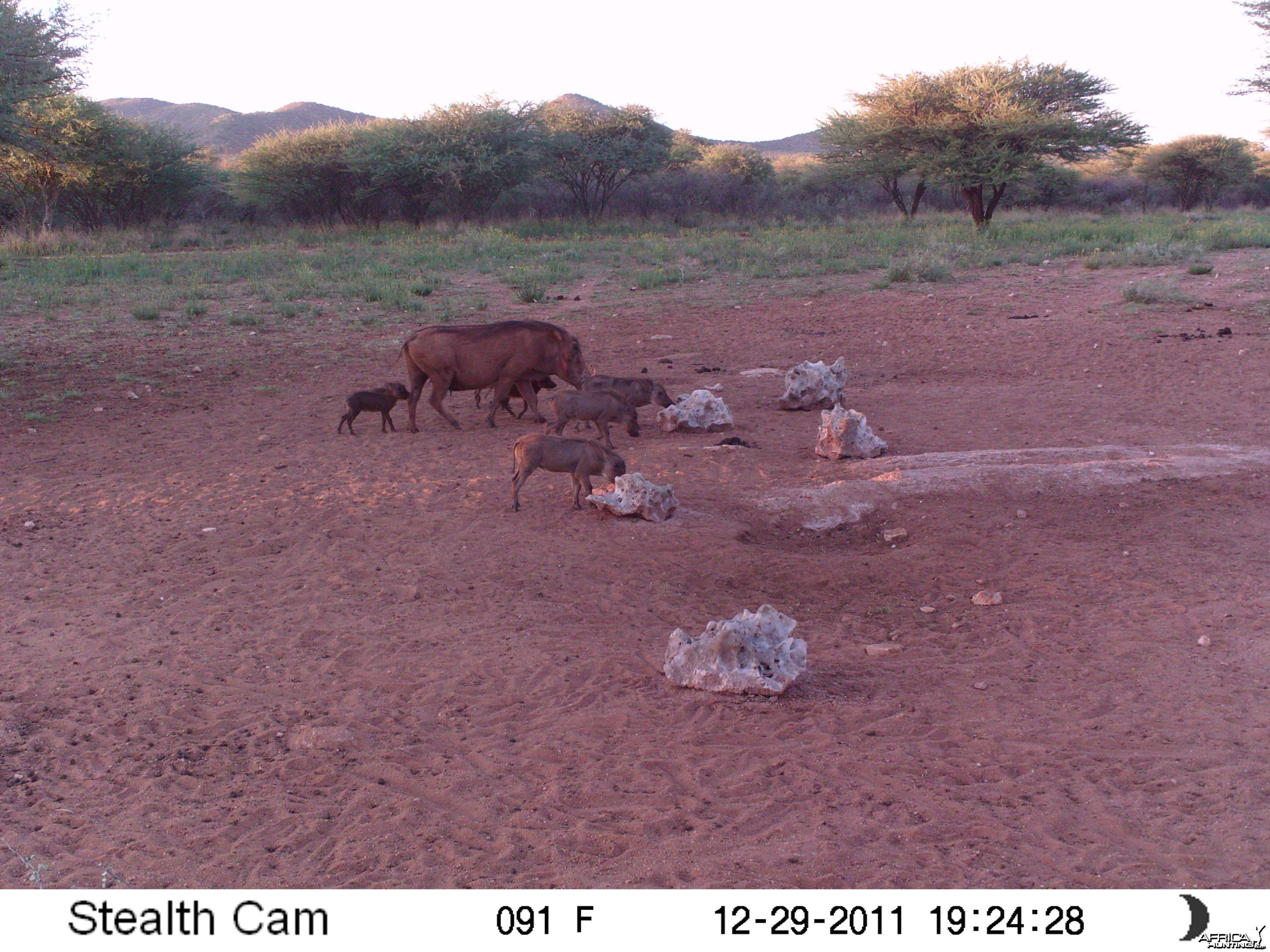 Trail Camera Namibia