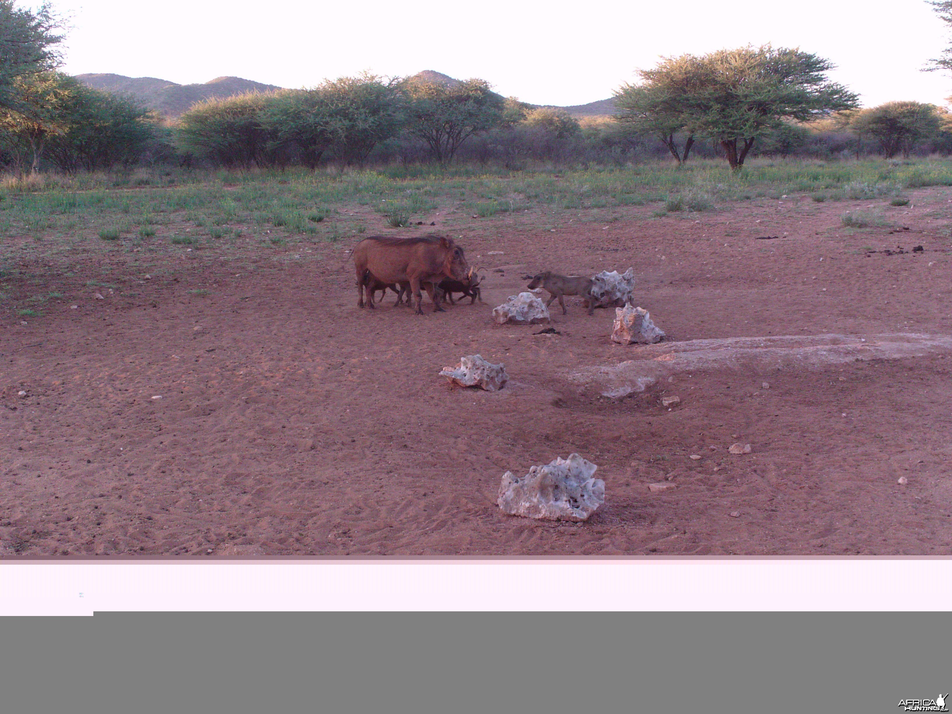 Trail Camera Namibia