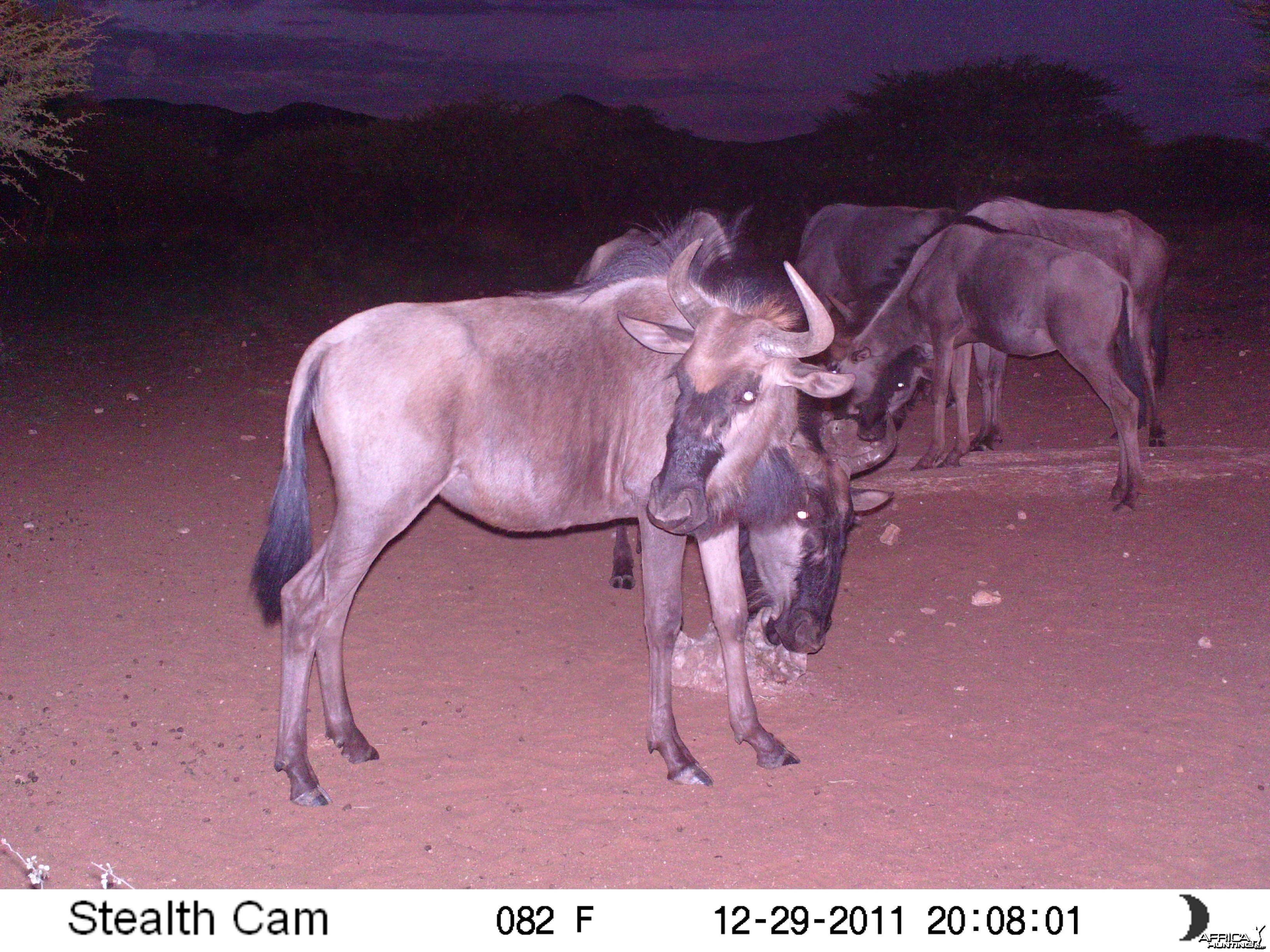 Trail Camera Namibia