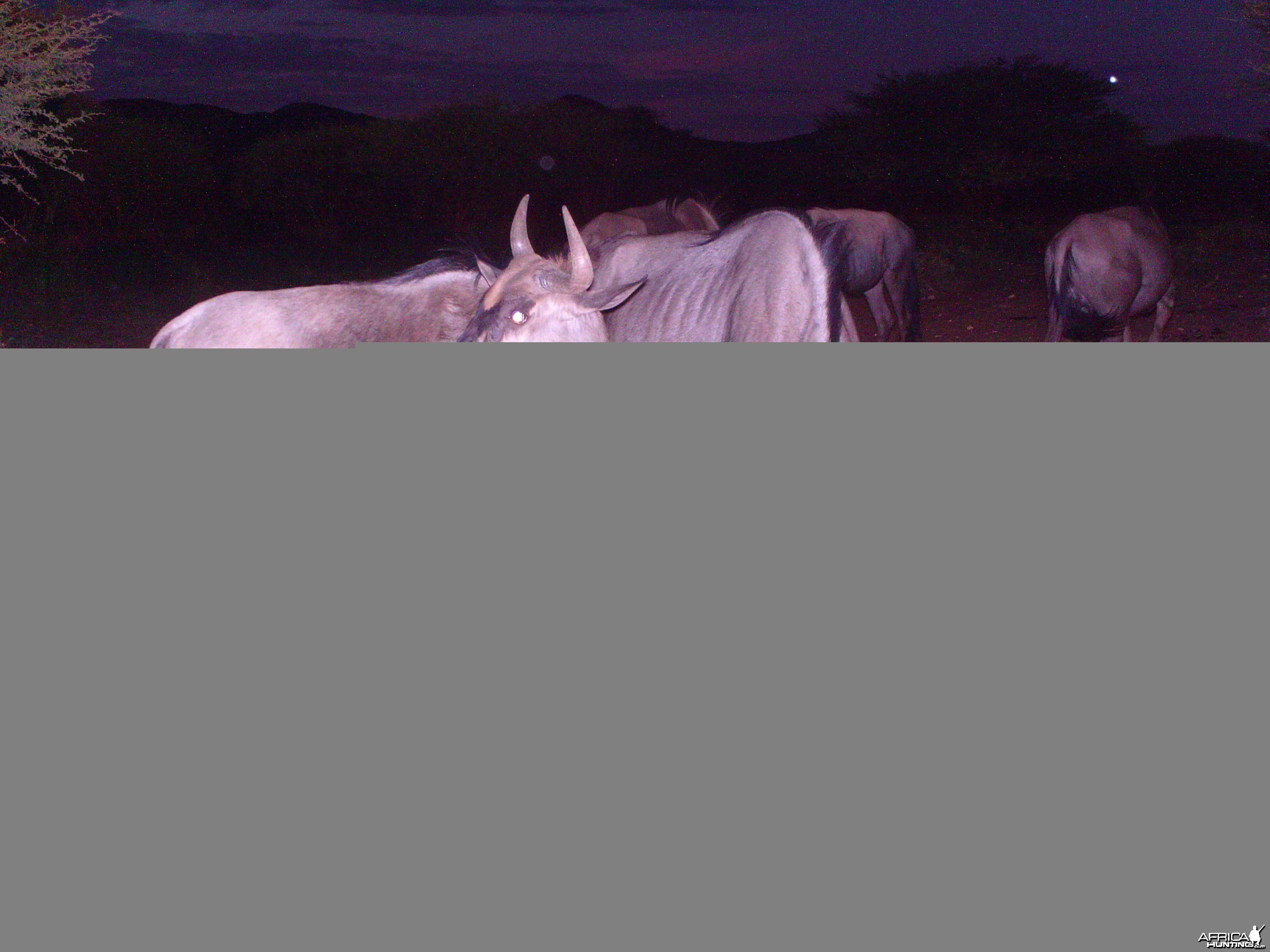 Trail Camera Namibia