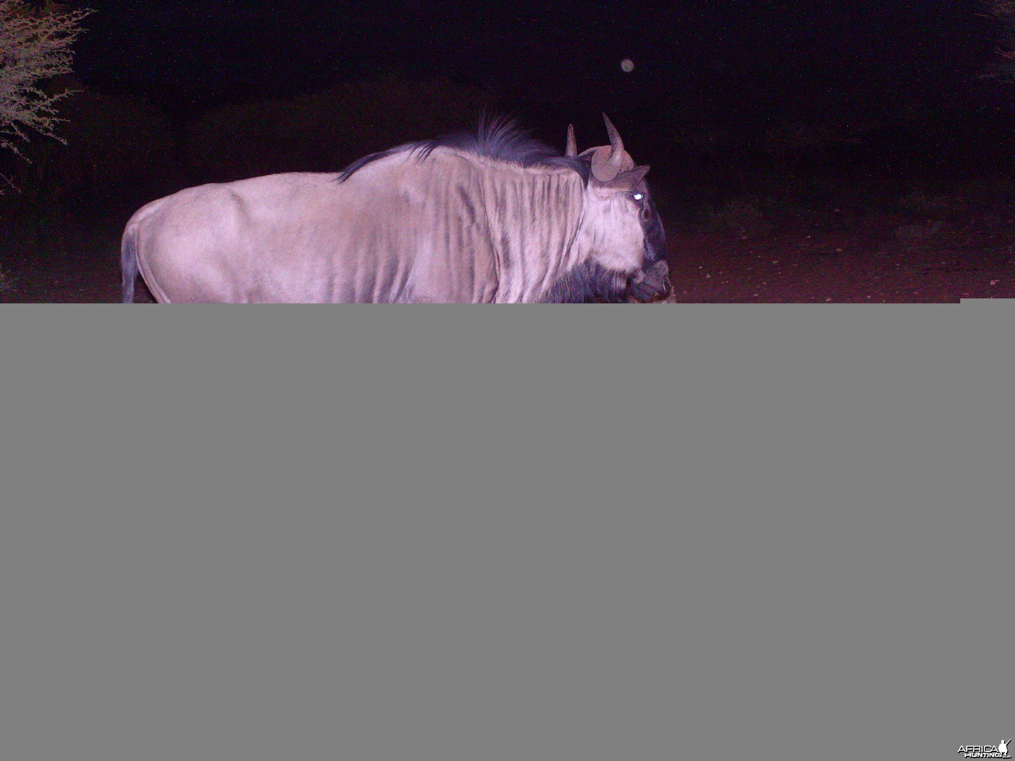 Trail Camera Namibia