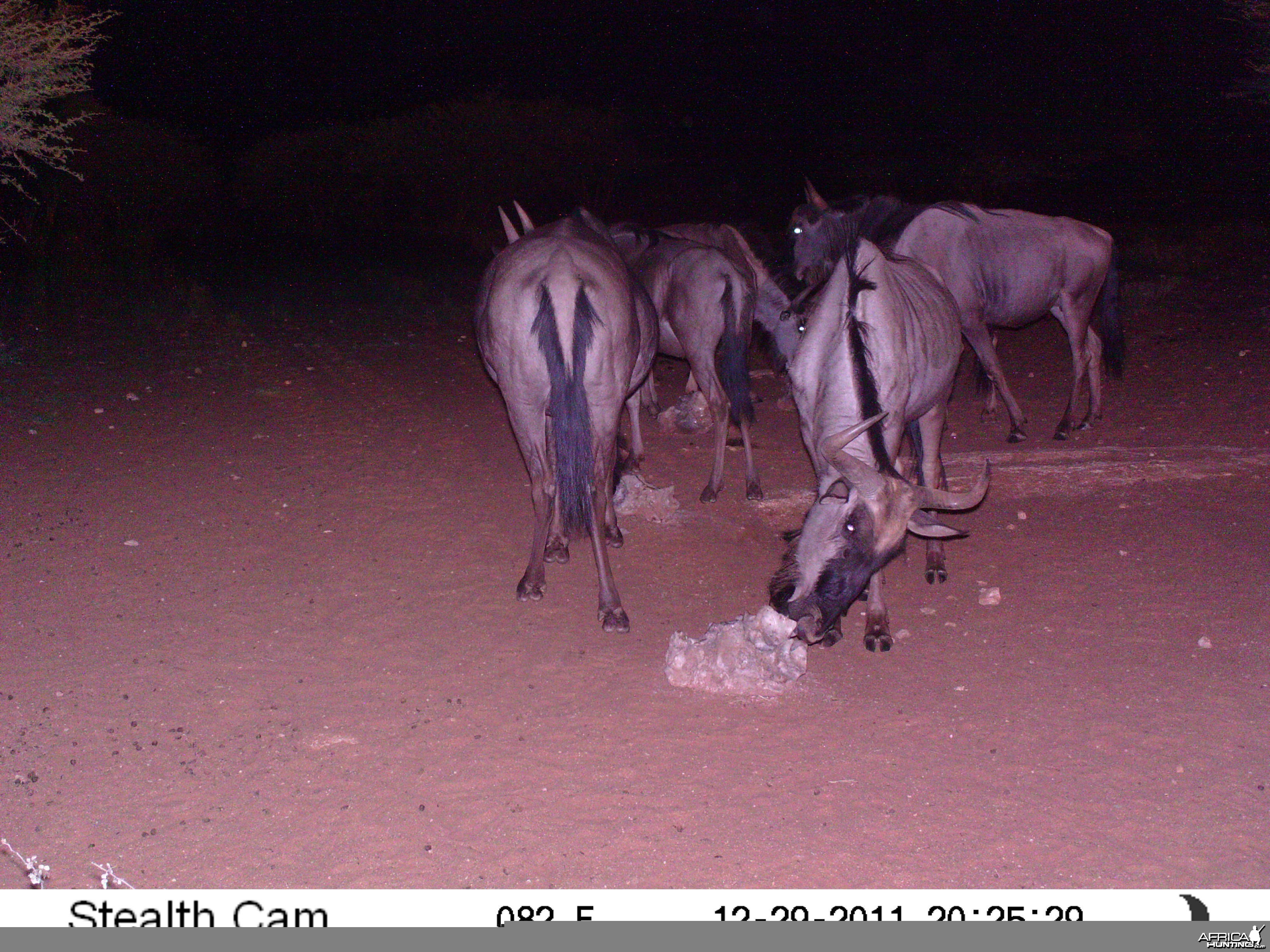 Trail Camera Namibia