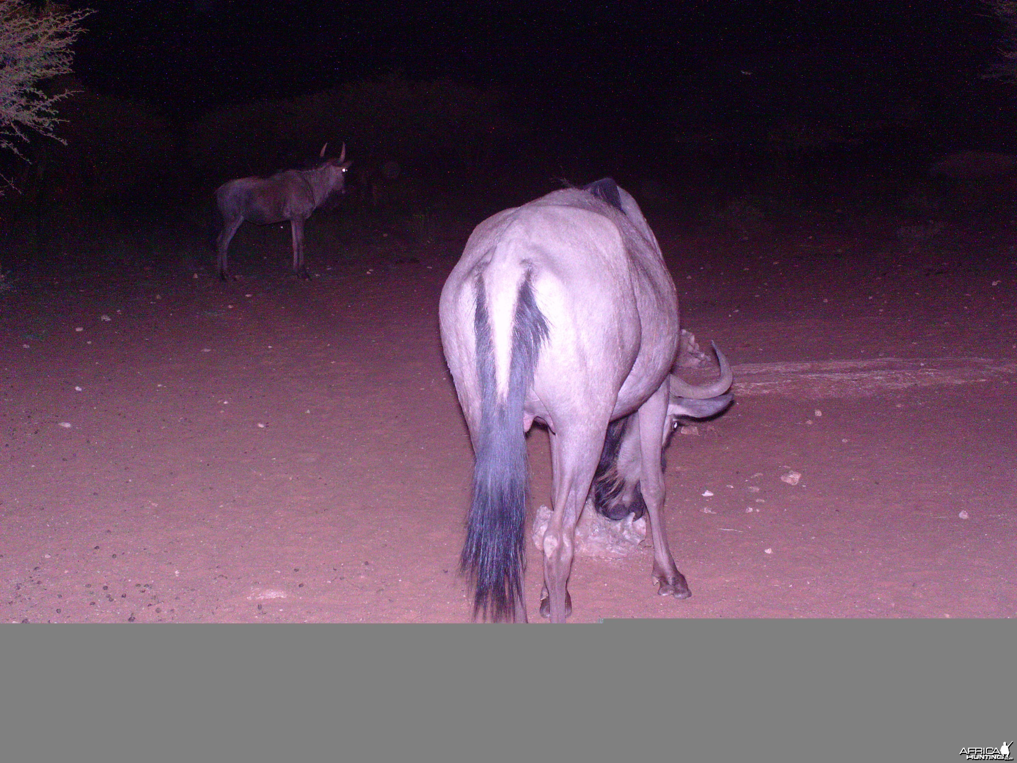 Trail Camera Namibia