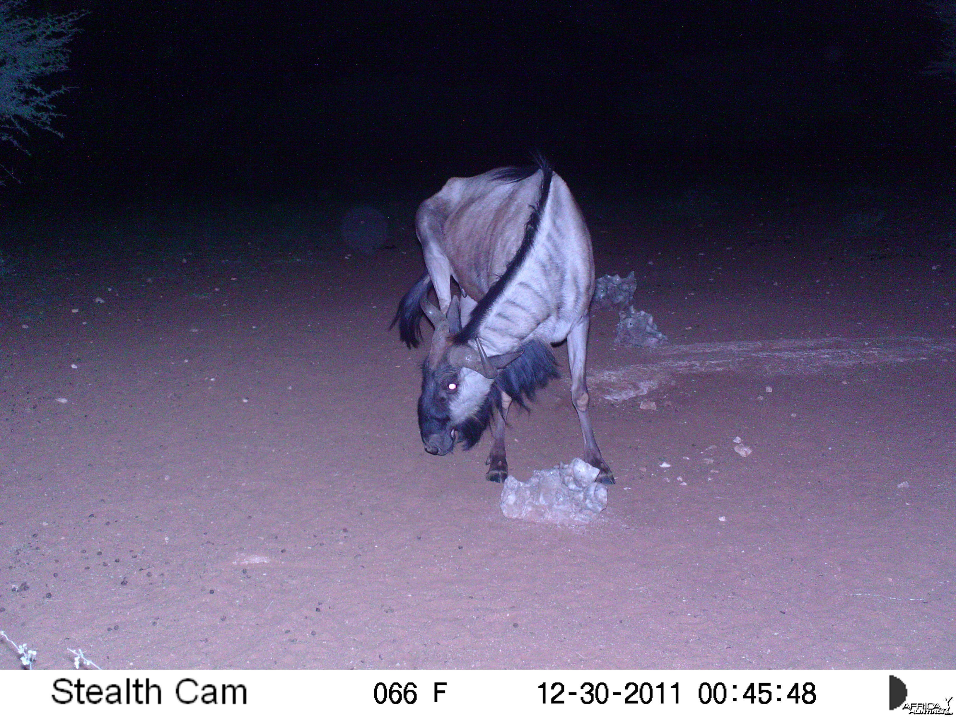 Trail Camera Namibia