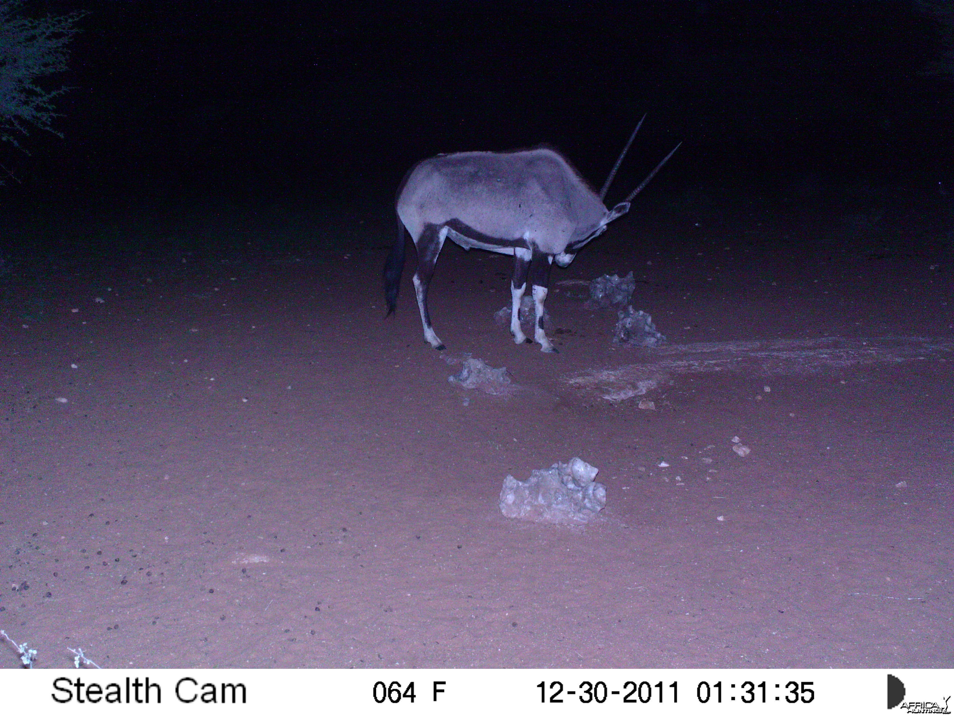 Trail Camera Namibia