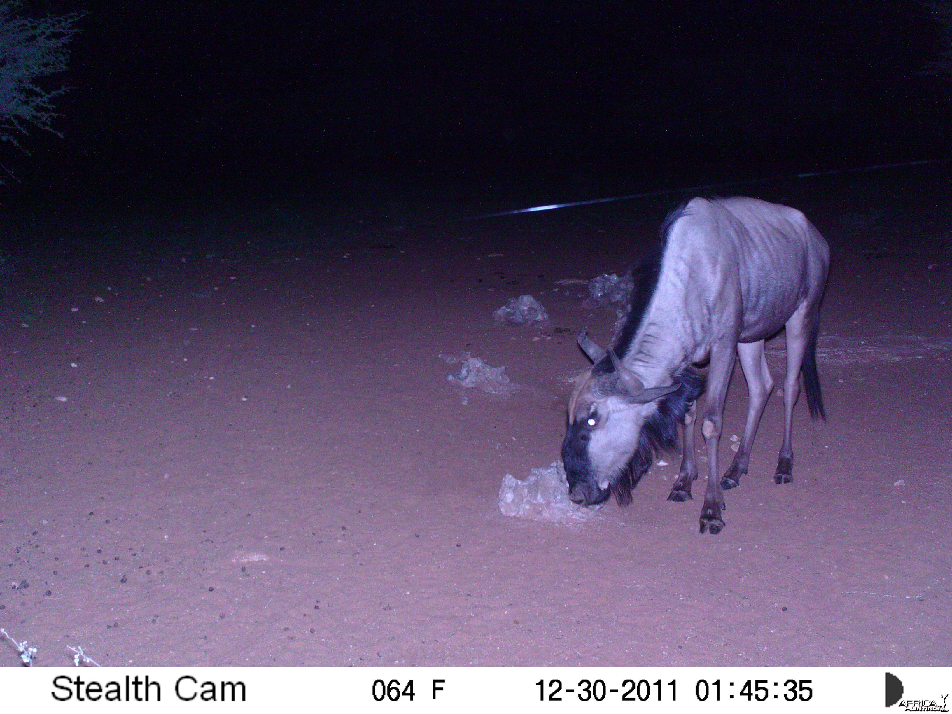 Trail Camera Namibia