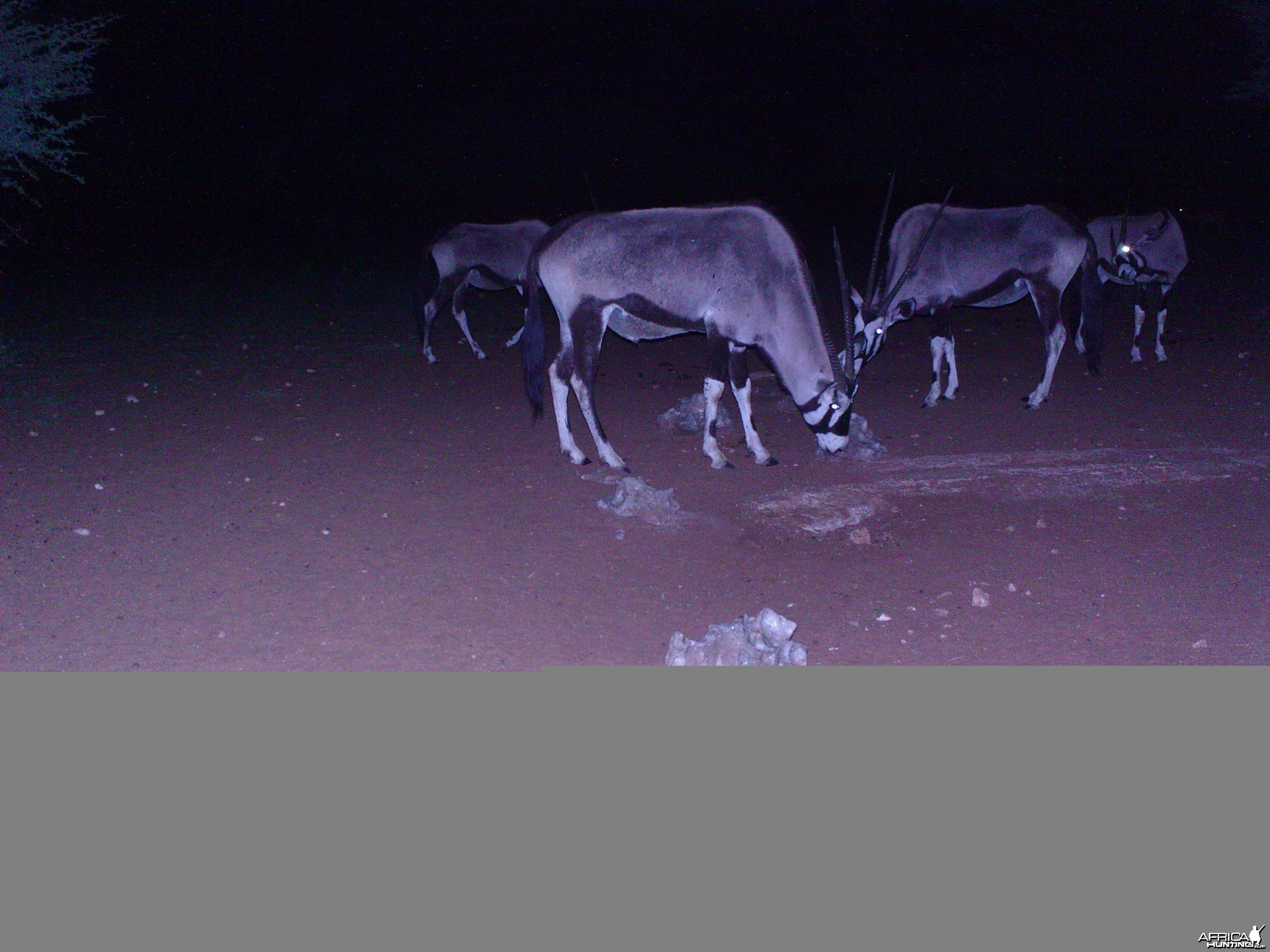 Trail Camera Namibia