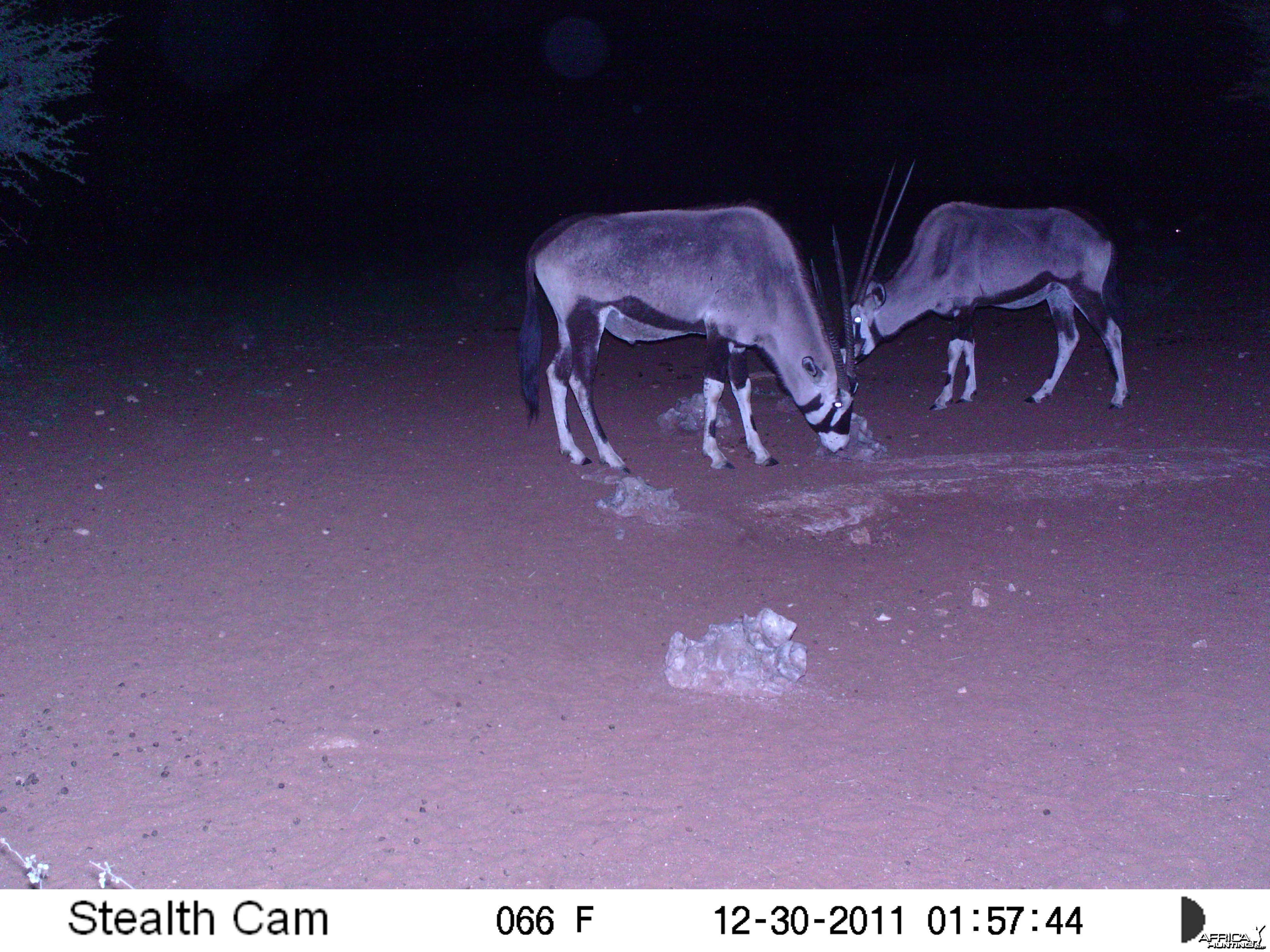 Trail Camera Namibia