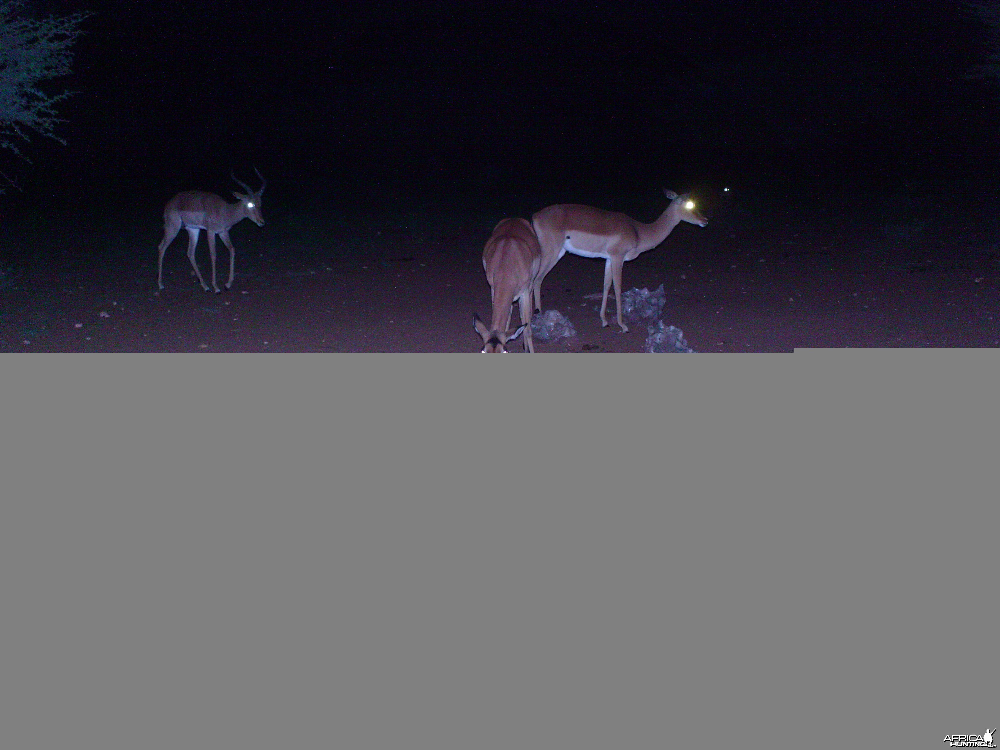 Trail Camera Namibia