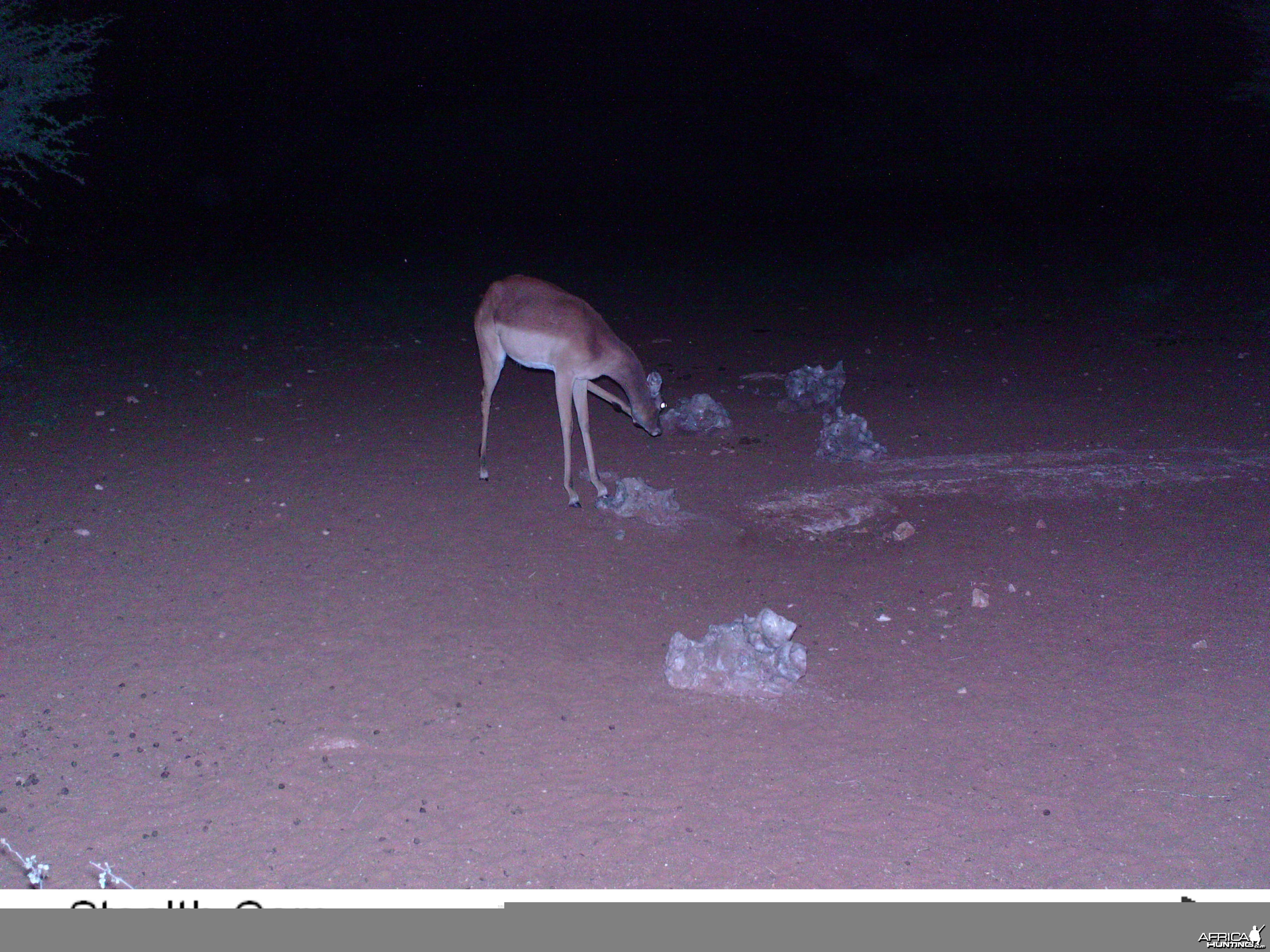 Trail Camera Namibia