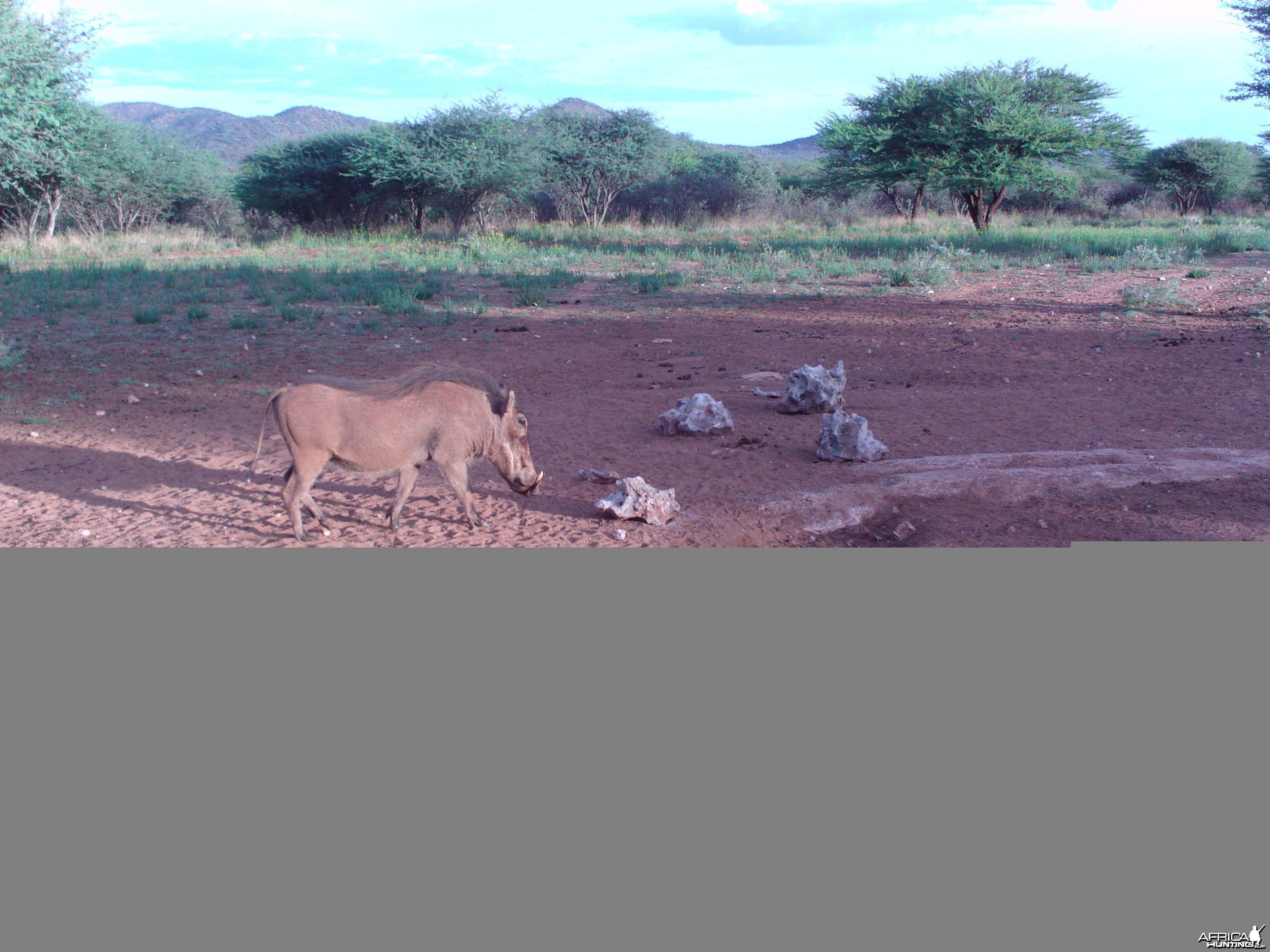 Trail Camera Namibia