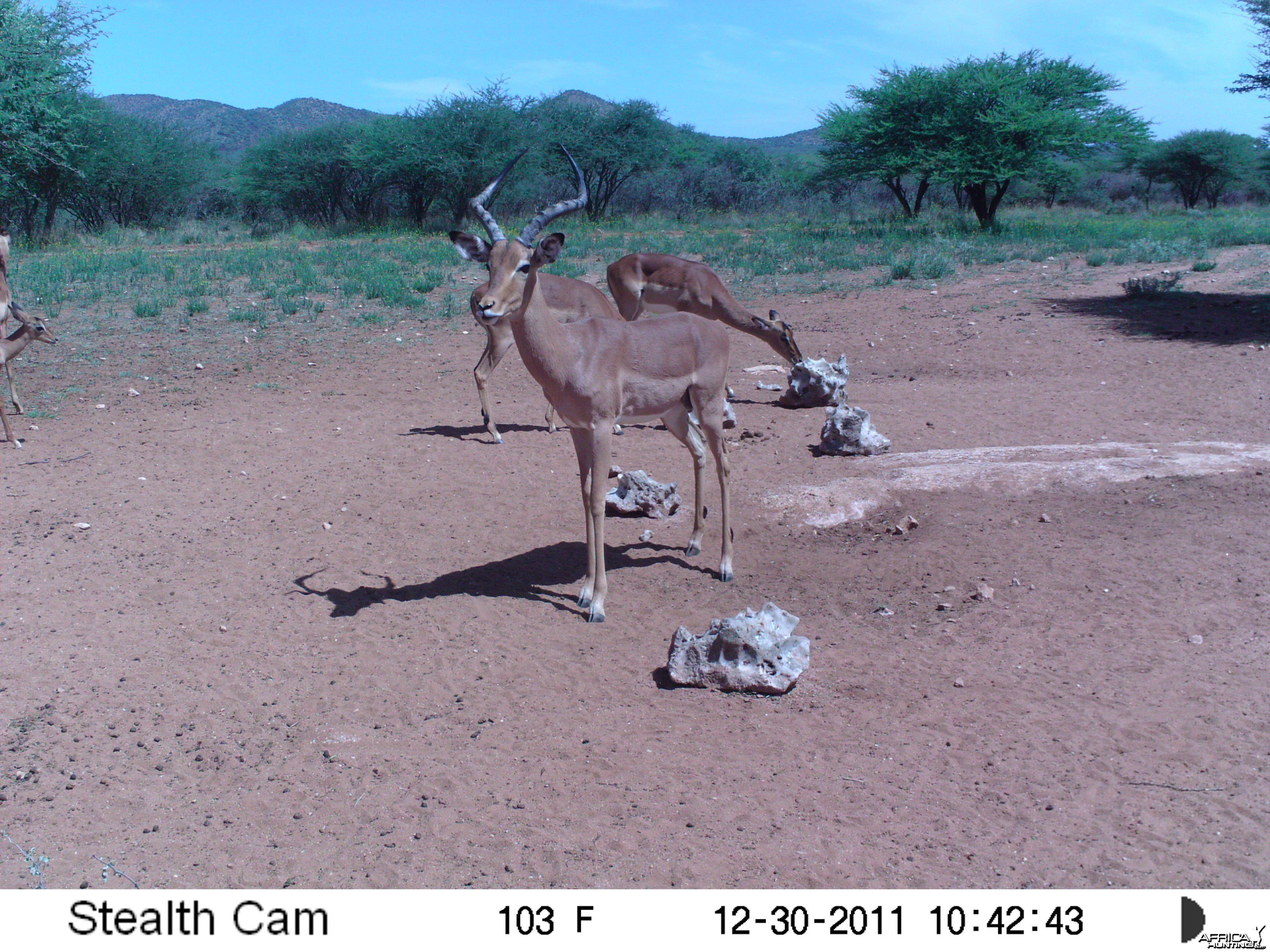 Trail Camera Namibia