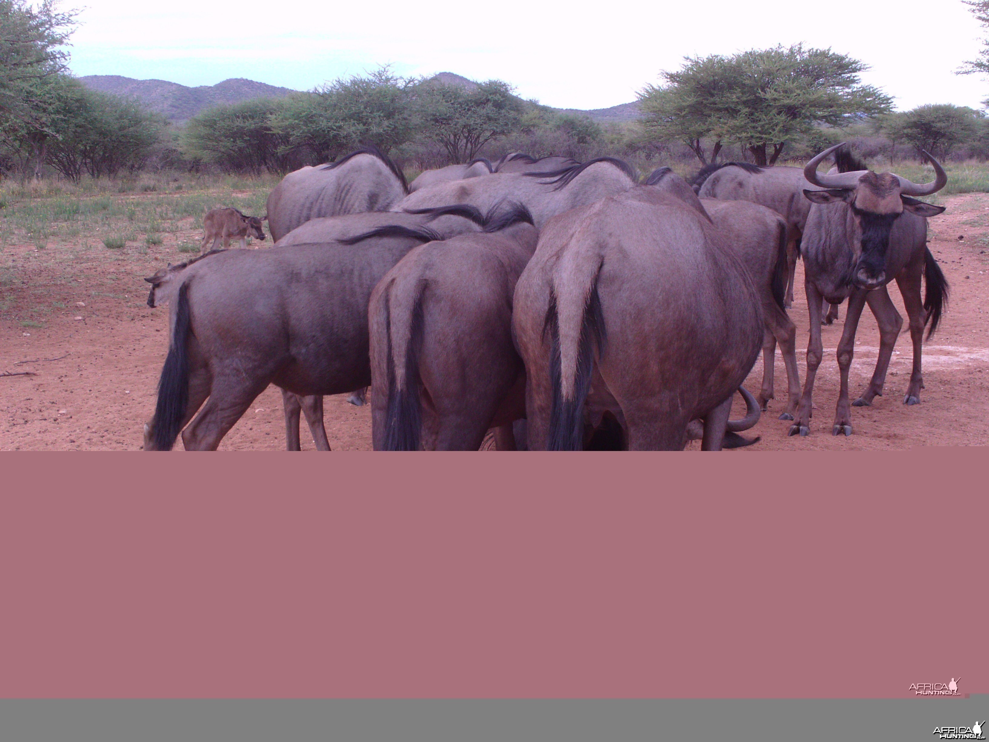 Trail Camera Namibia