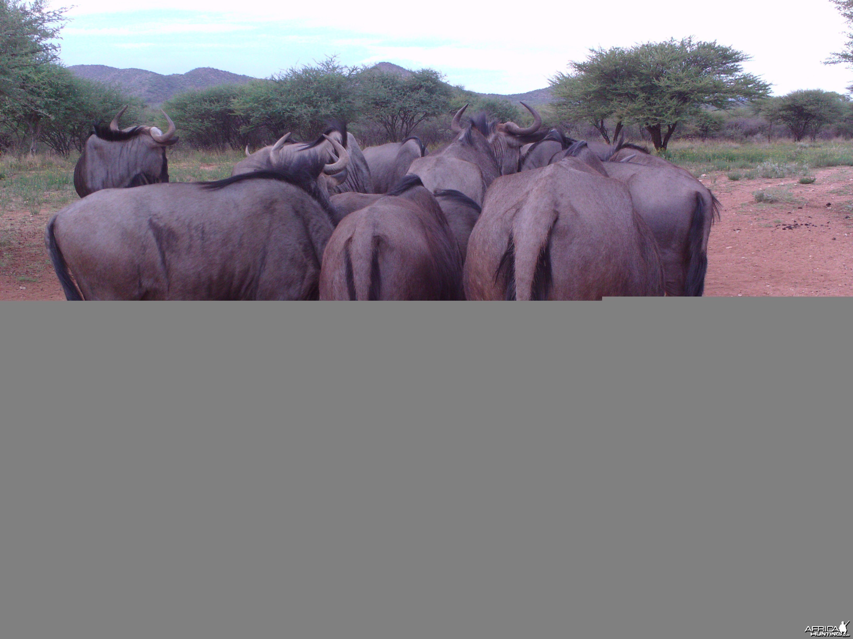 Trail Camera Namibia