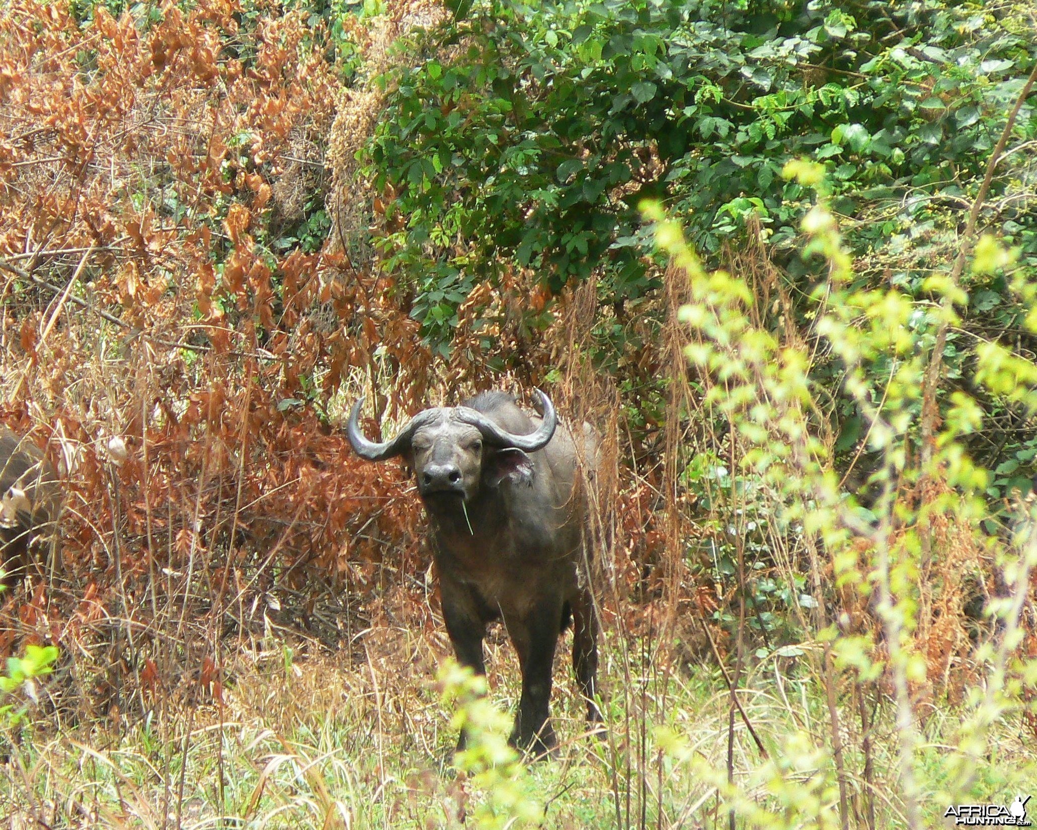 Buffalo CAR