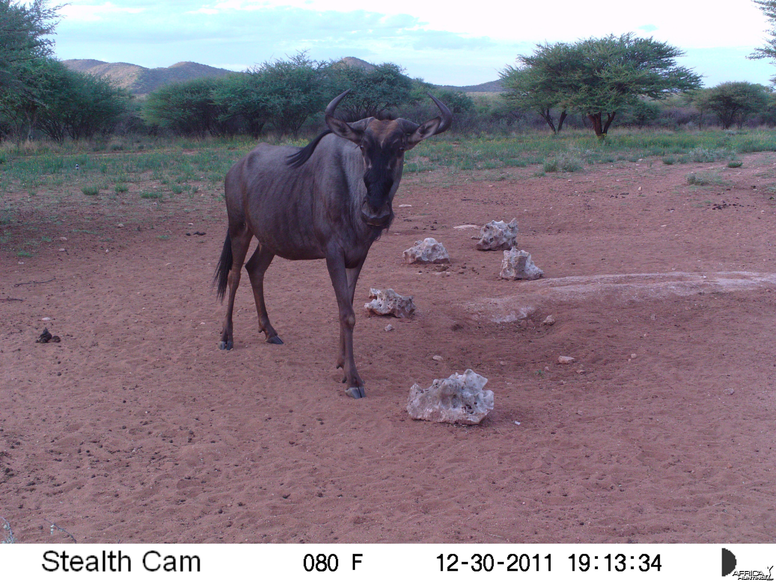 Trail Camera Namibia