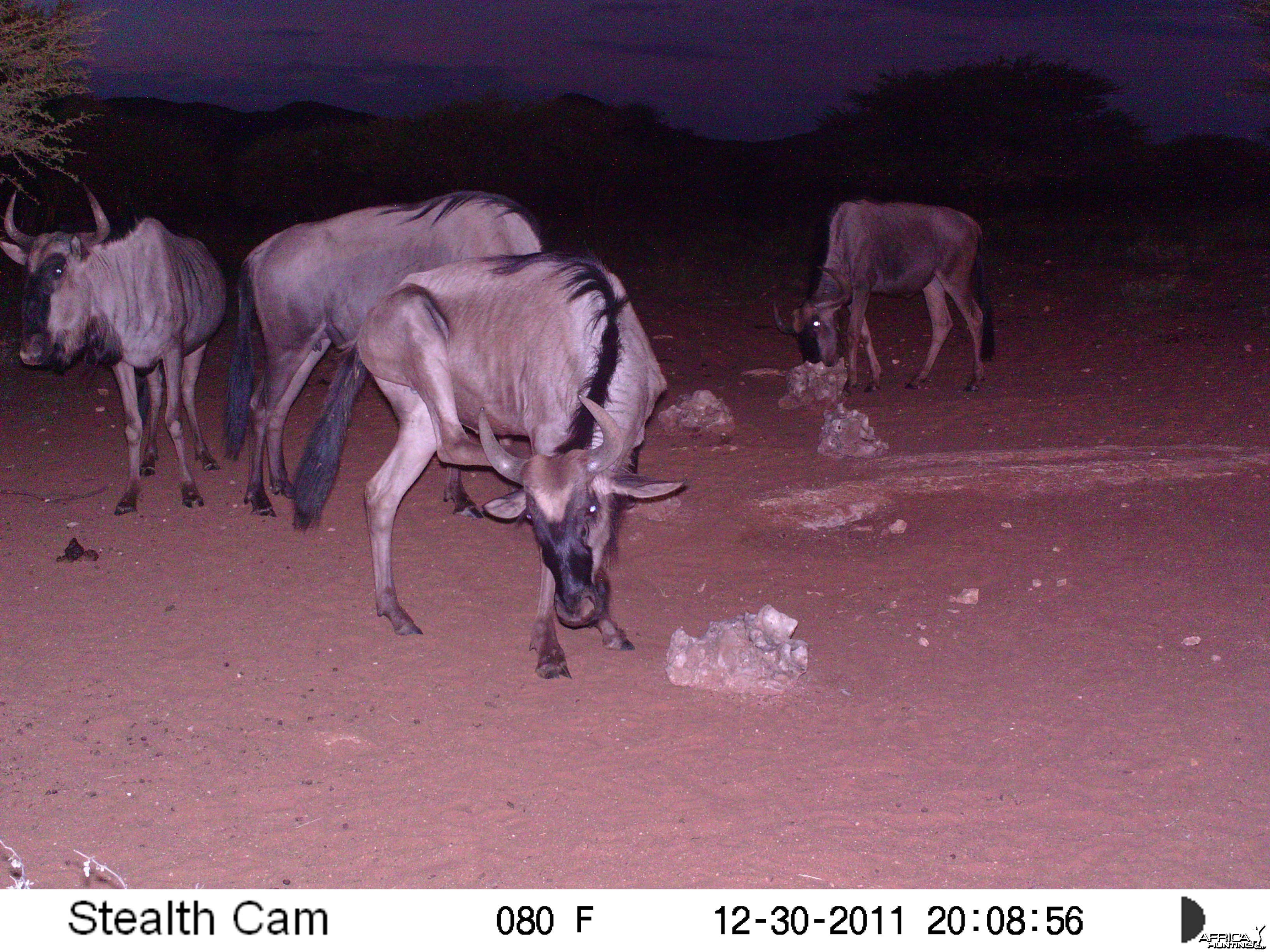 Trail Camera Namibia