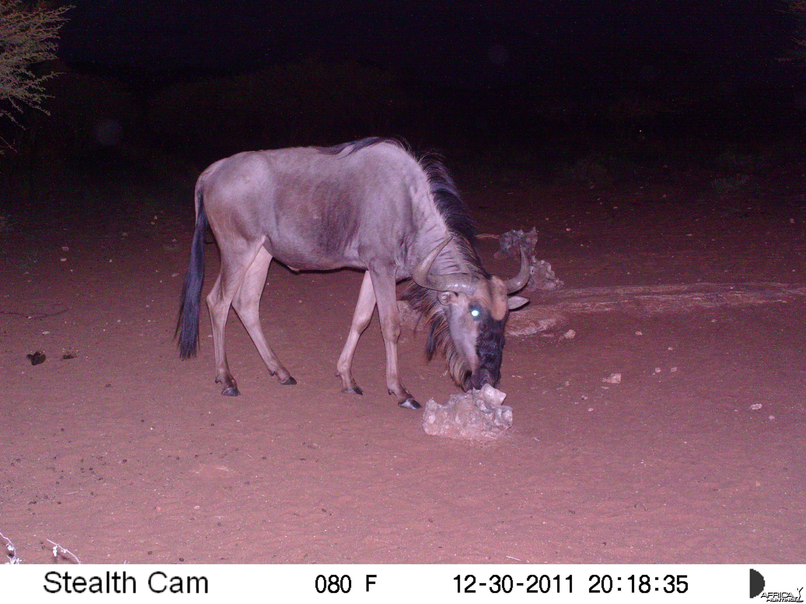 Trail Camera Namibia