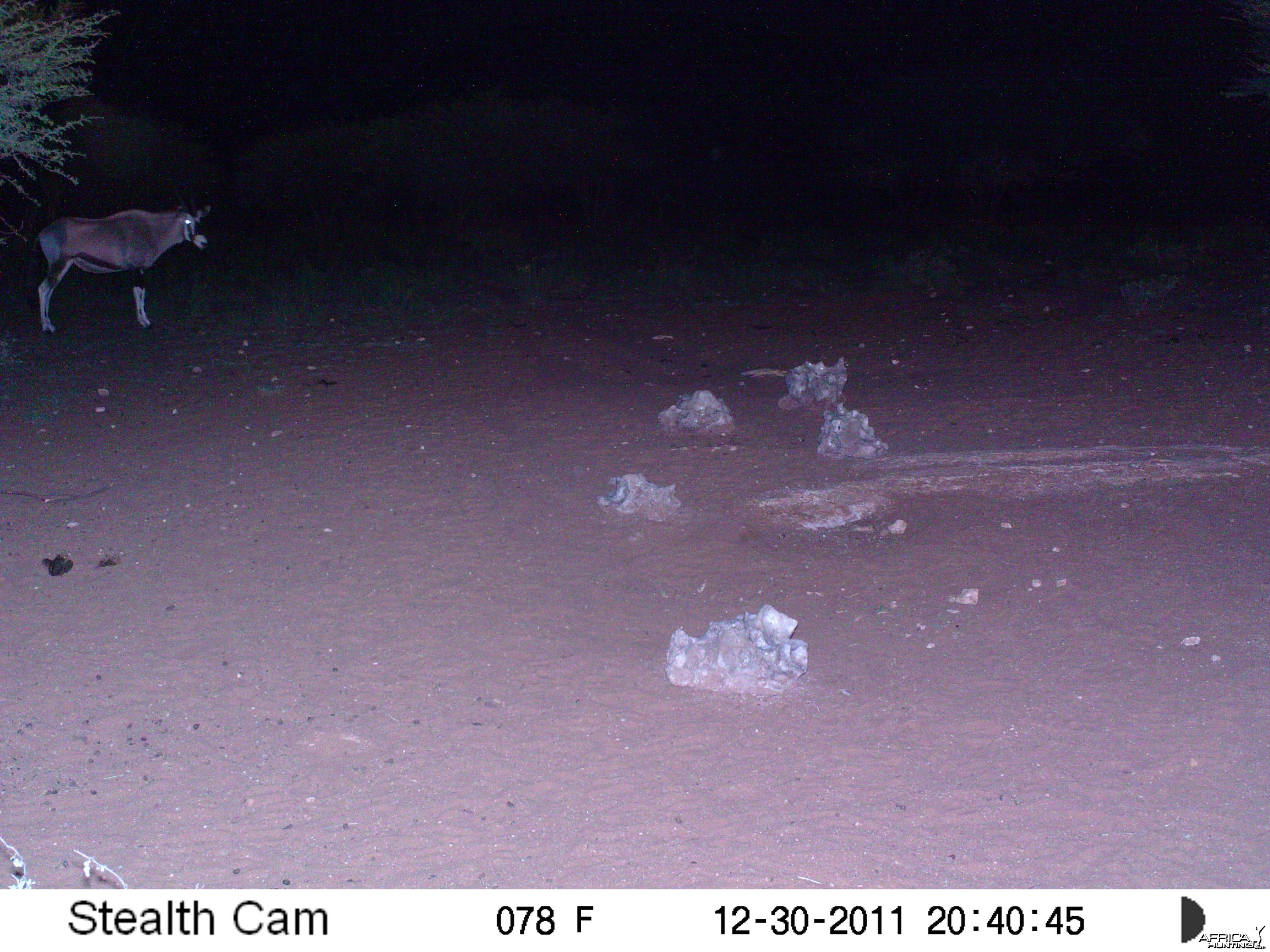 Trail Camera Namibia