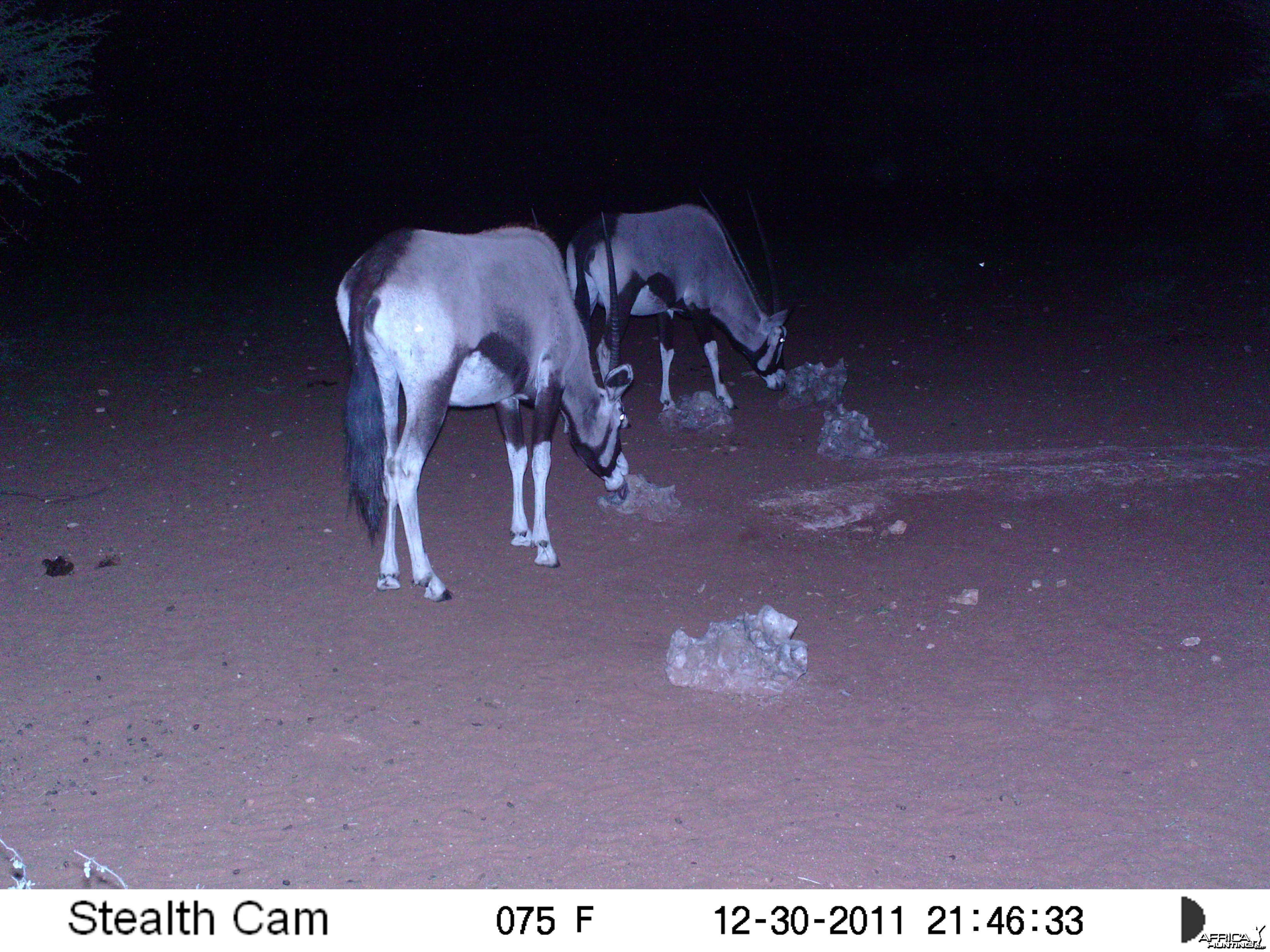 Trail Camera Namibia