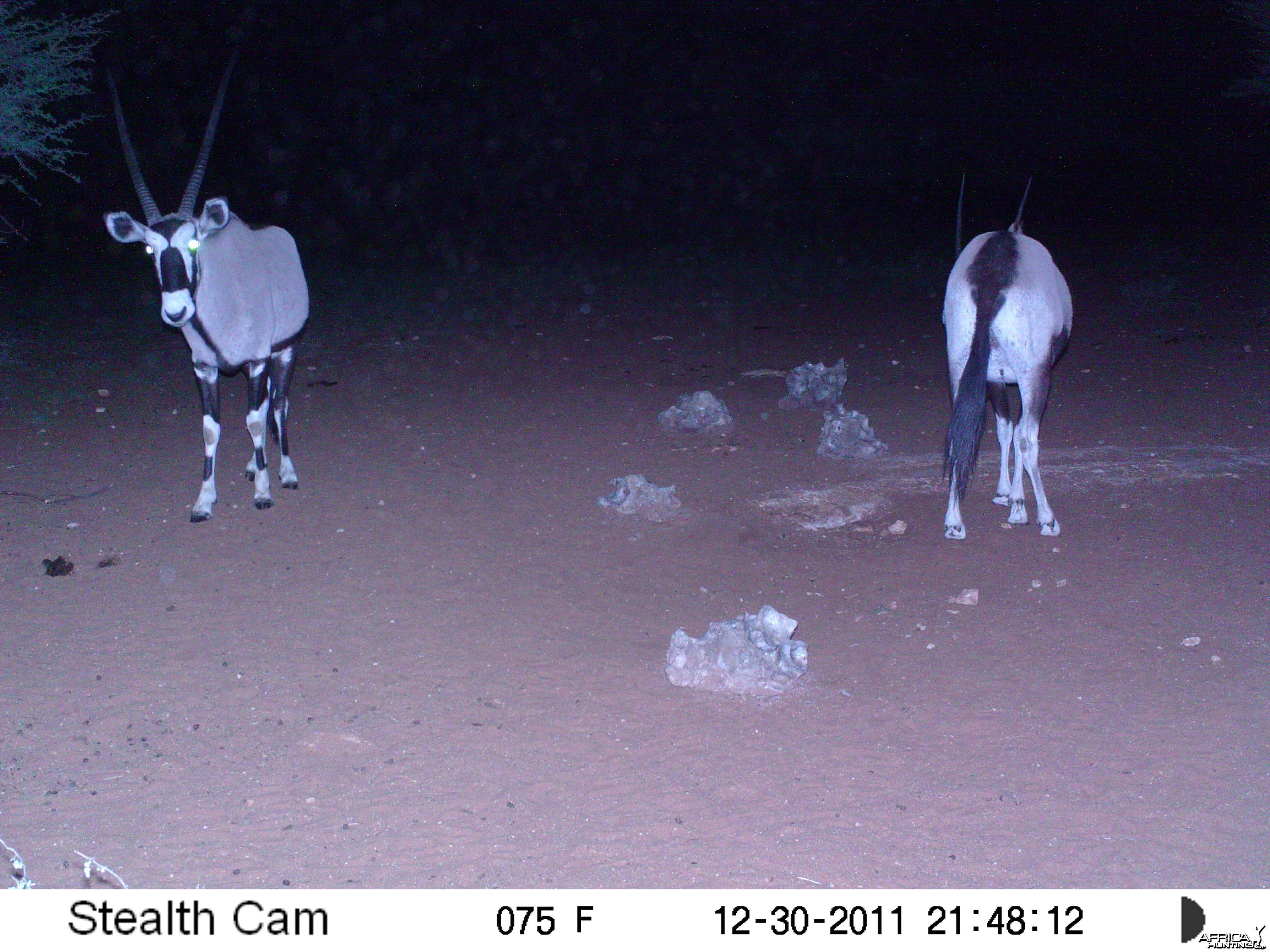 Trail Camera Namibia