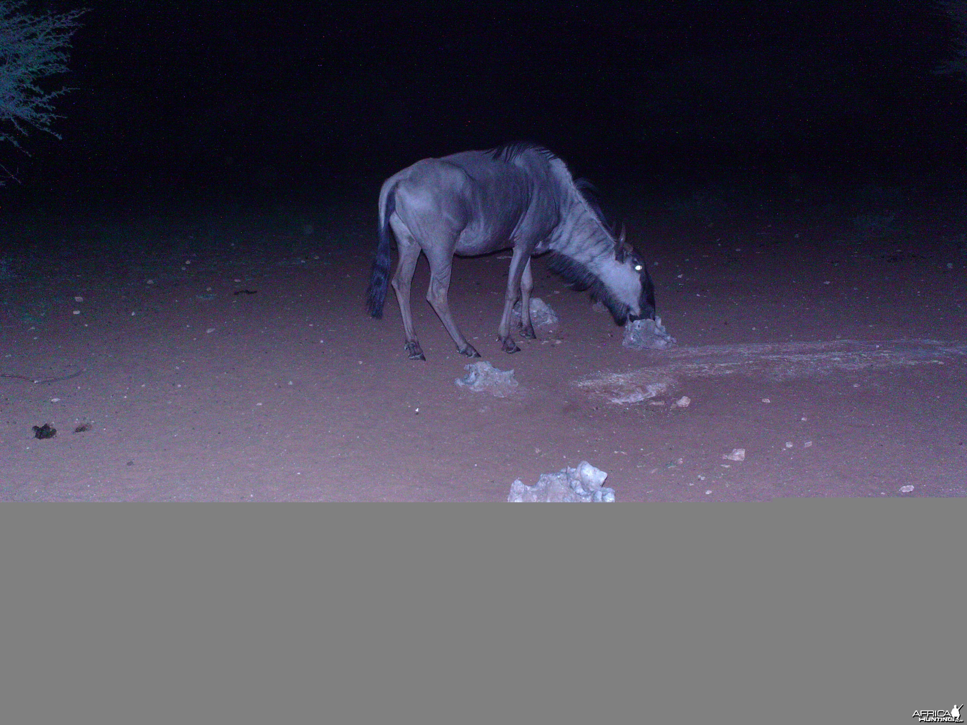 Trail Camera Namibia