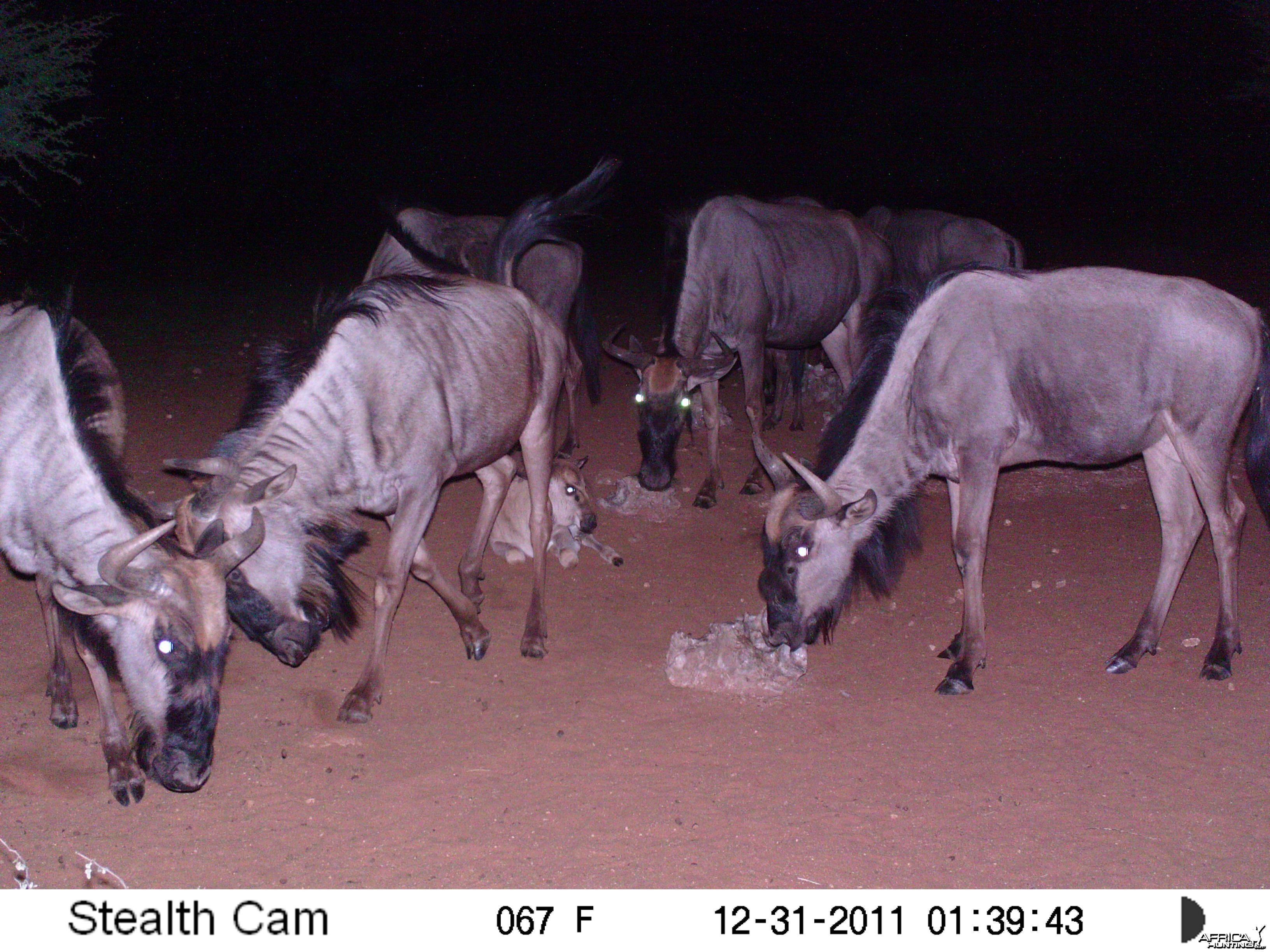 Trail Camera Namibia