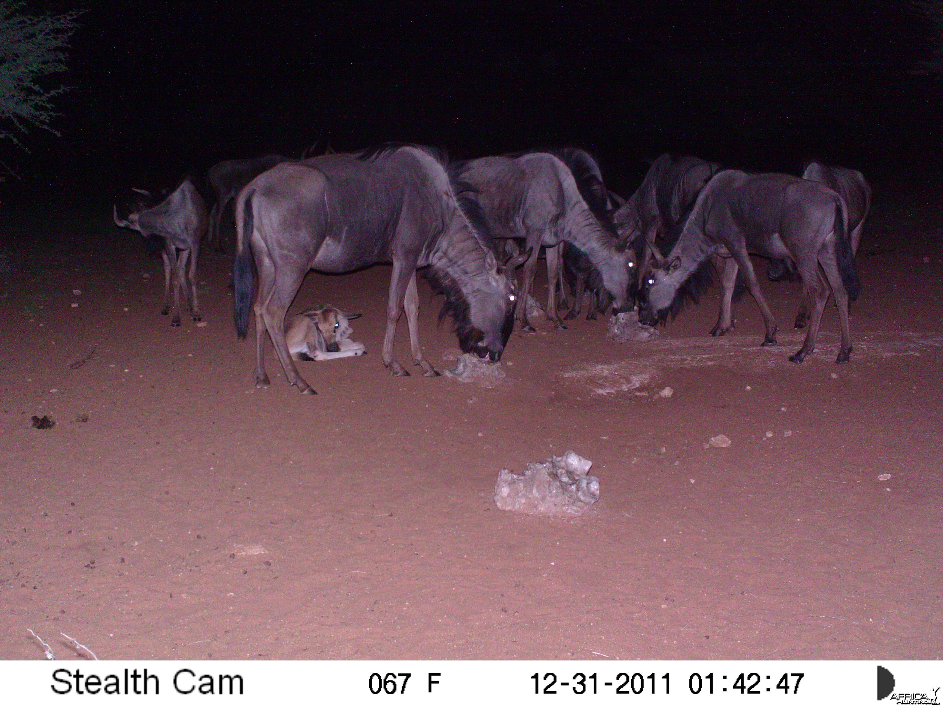 Trail Camera Namibia