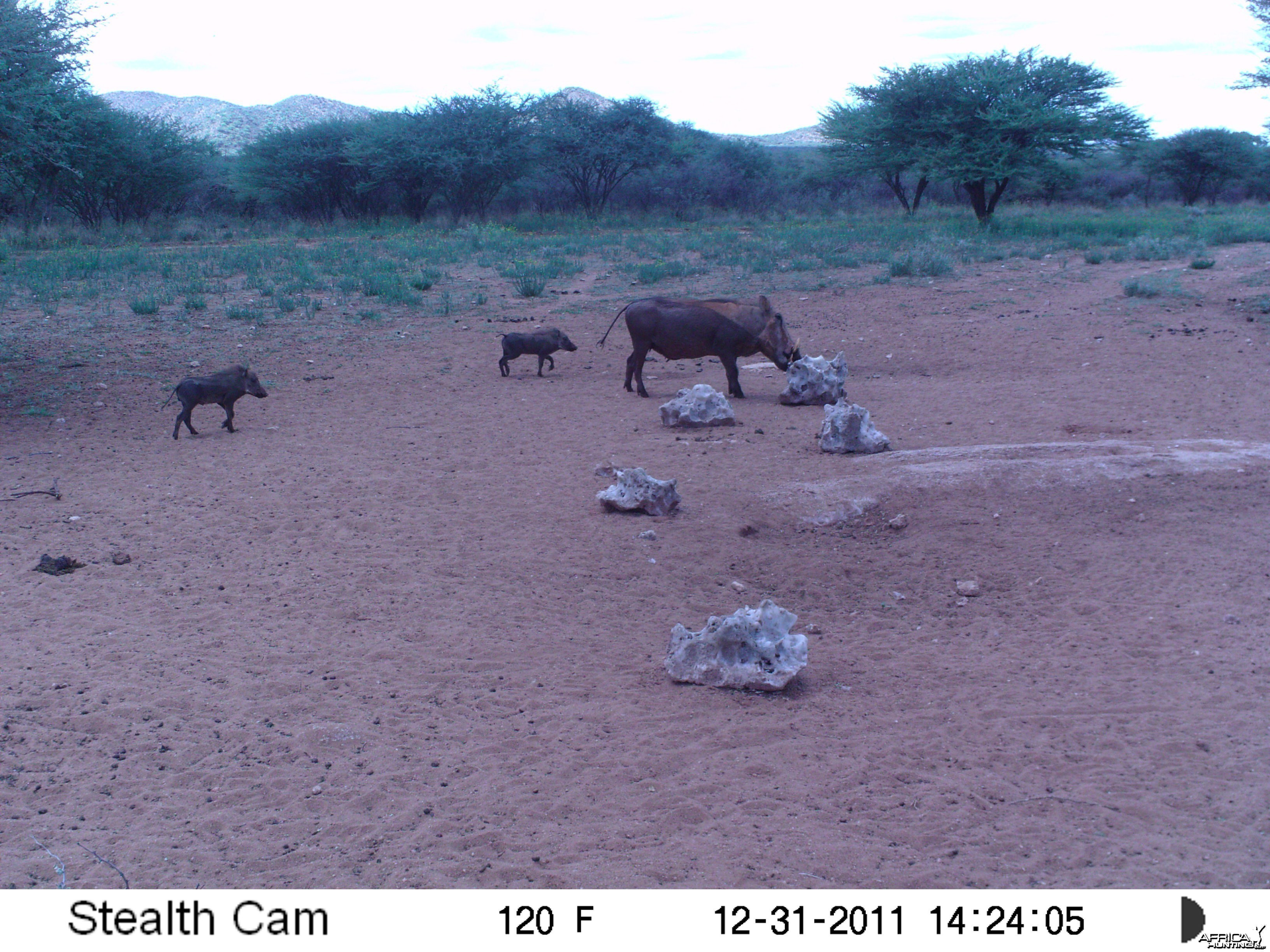 Trail Camera Namibia