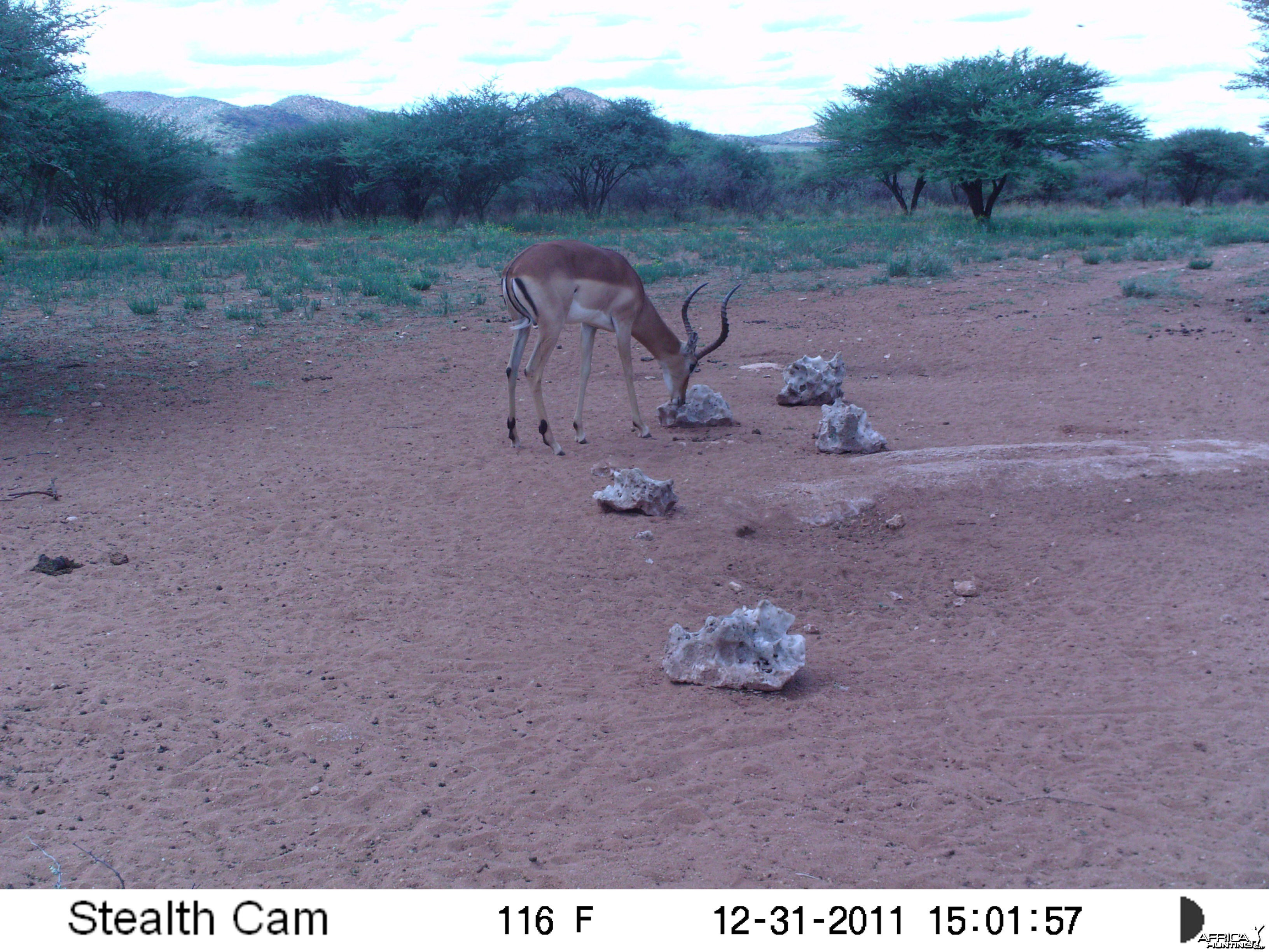 Trail Camera Namibia