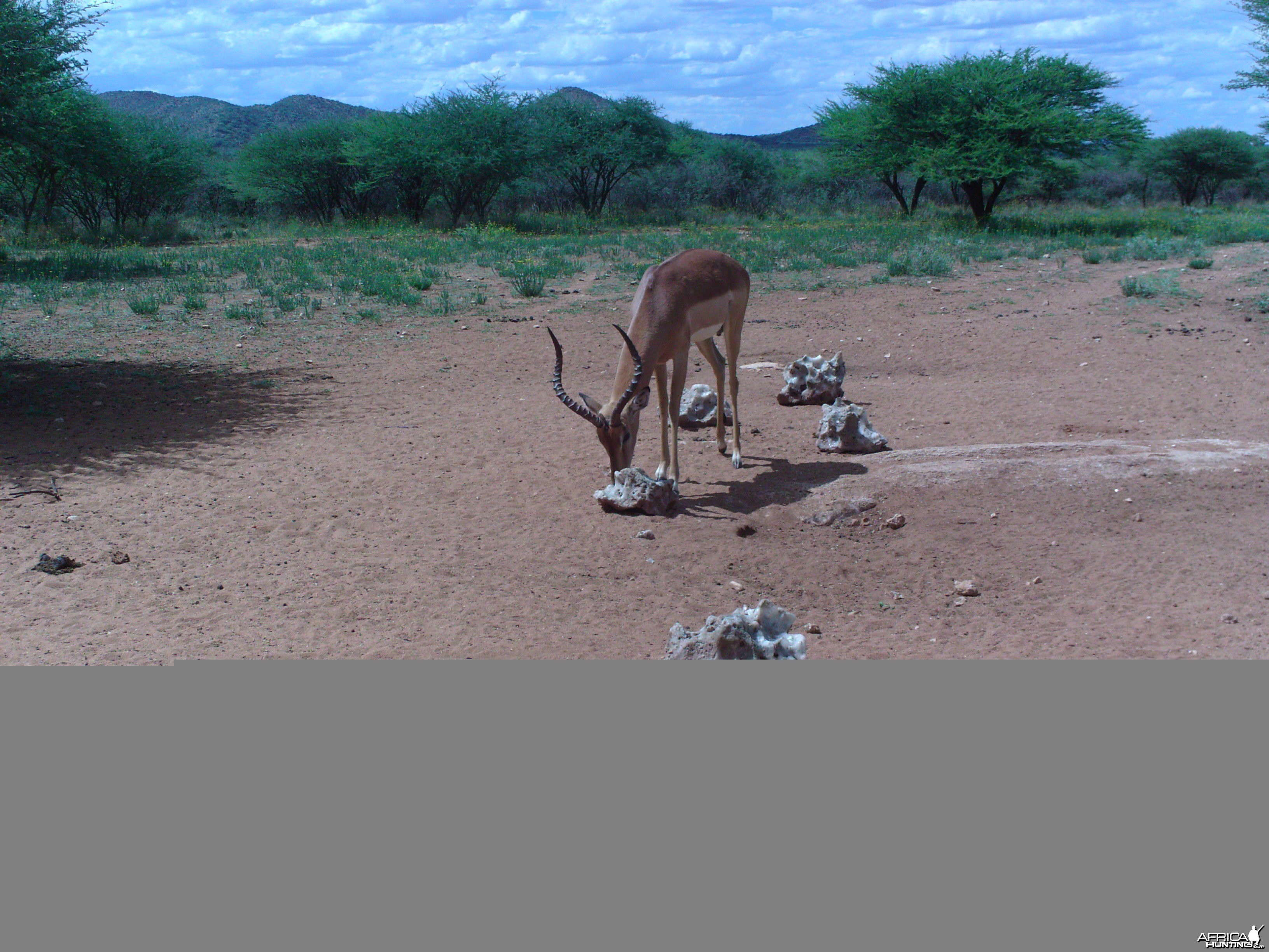 Trail Camera Namibia