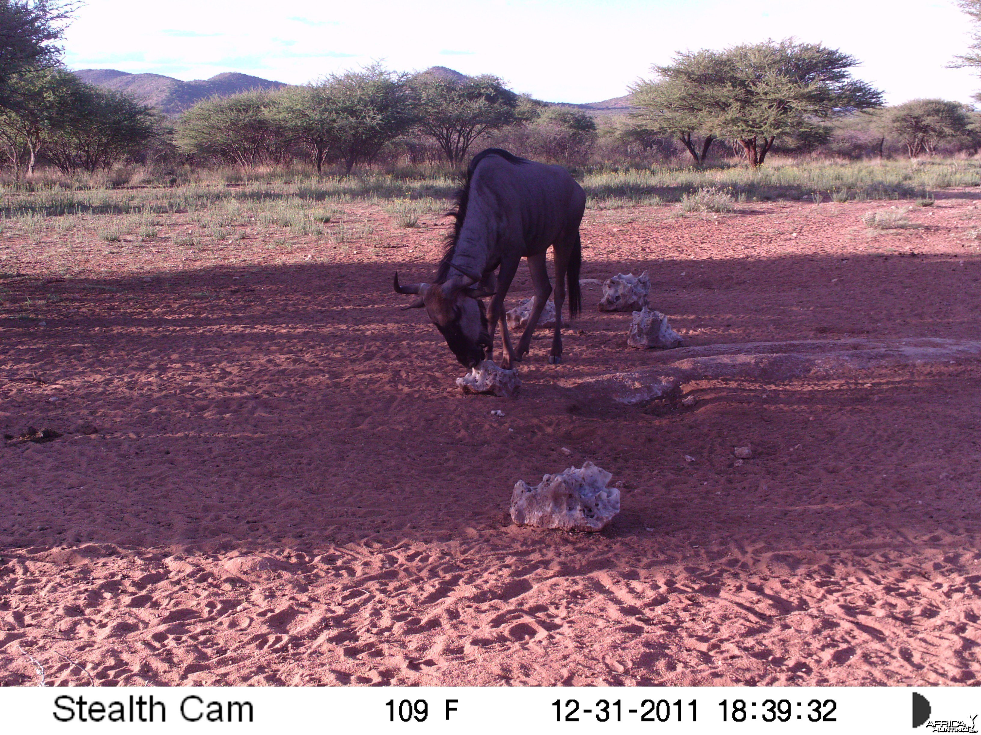 Trail Camera Namibia