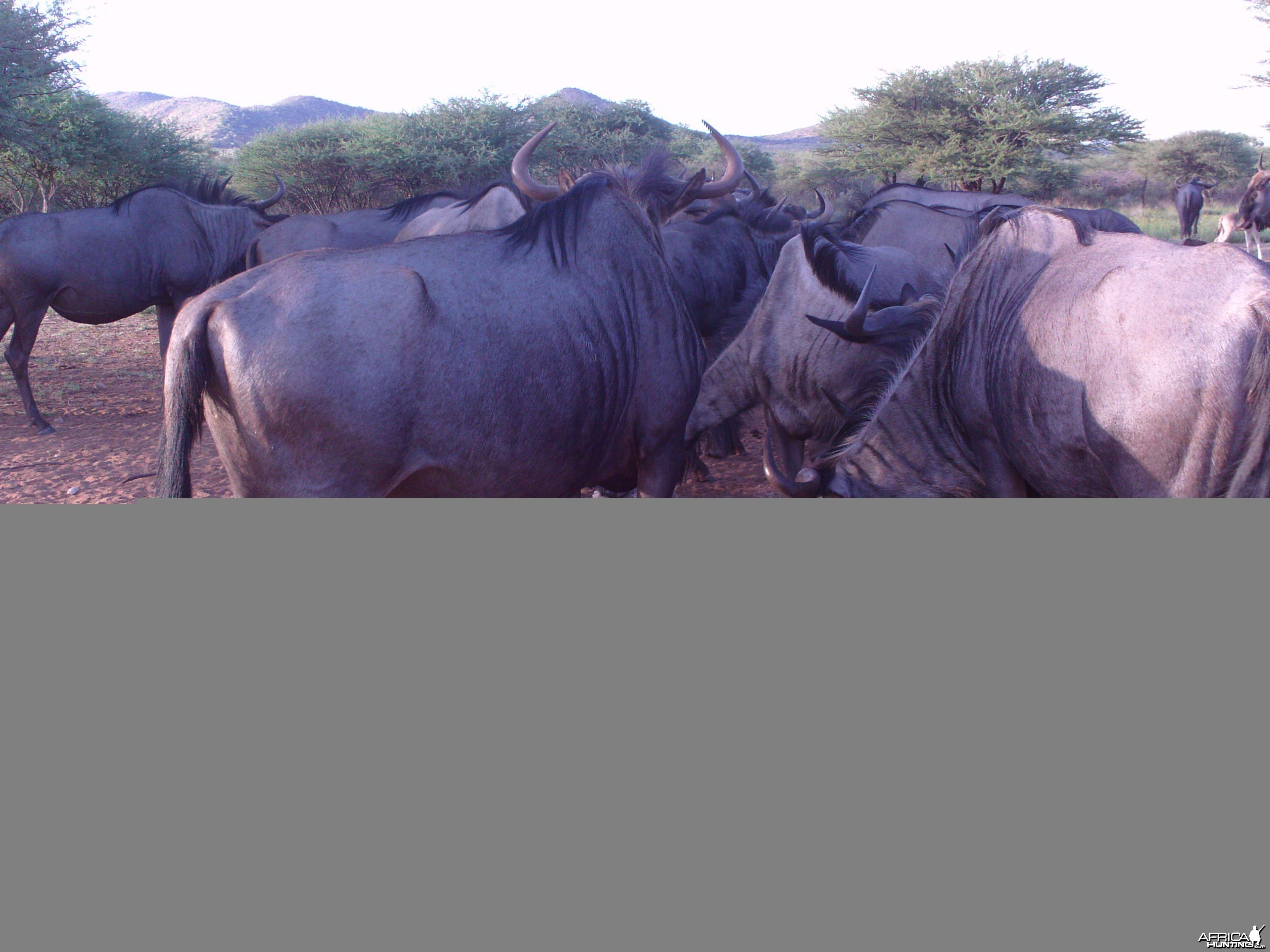 Trail Camera Namibia