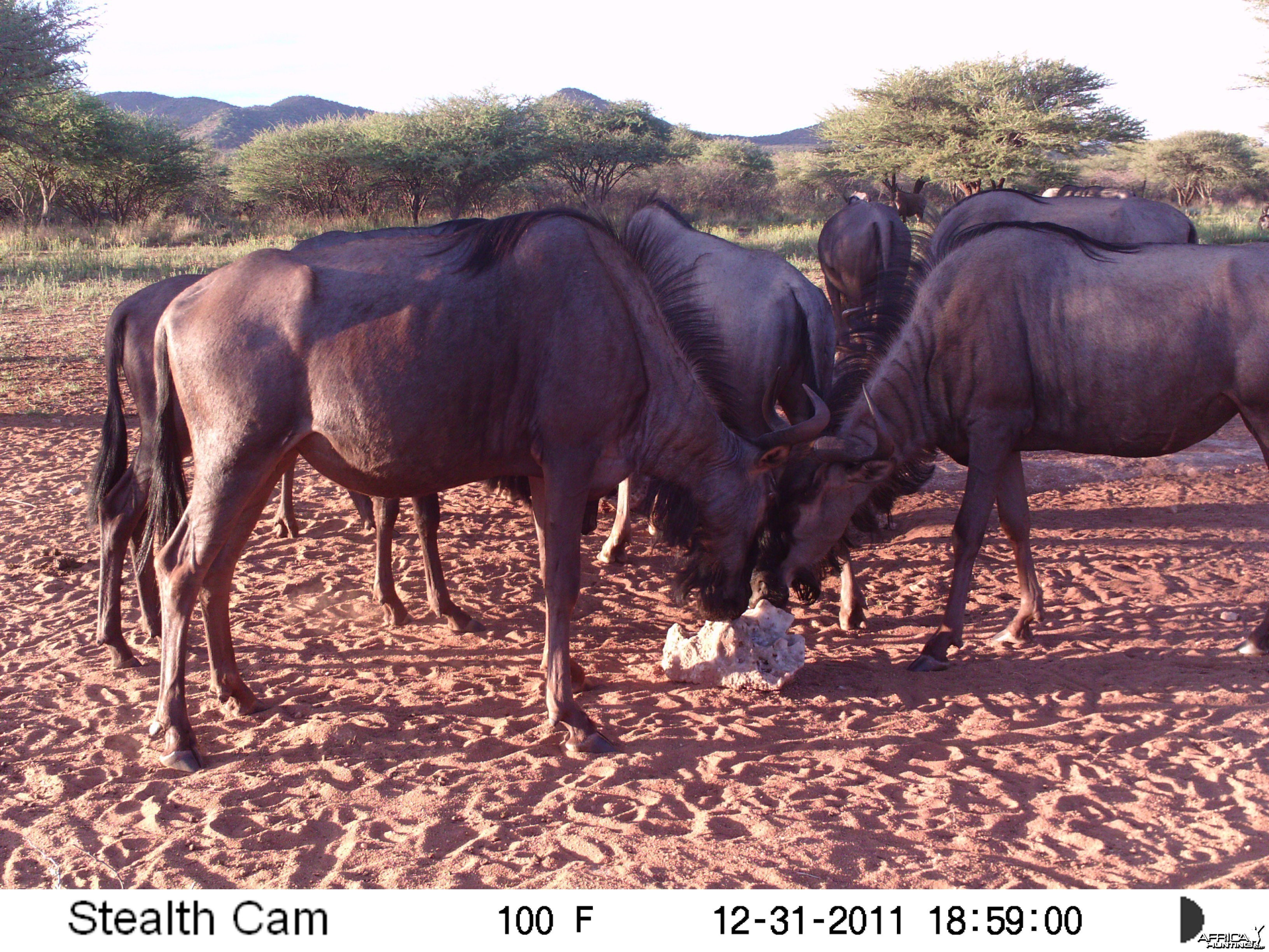 Trail Camera Namibia