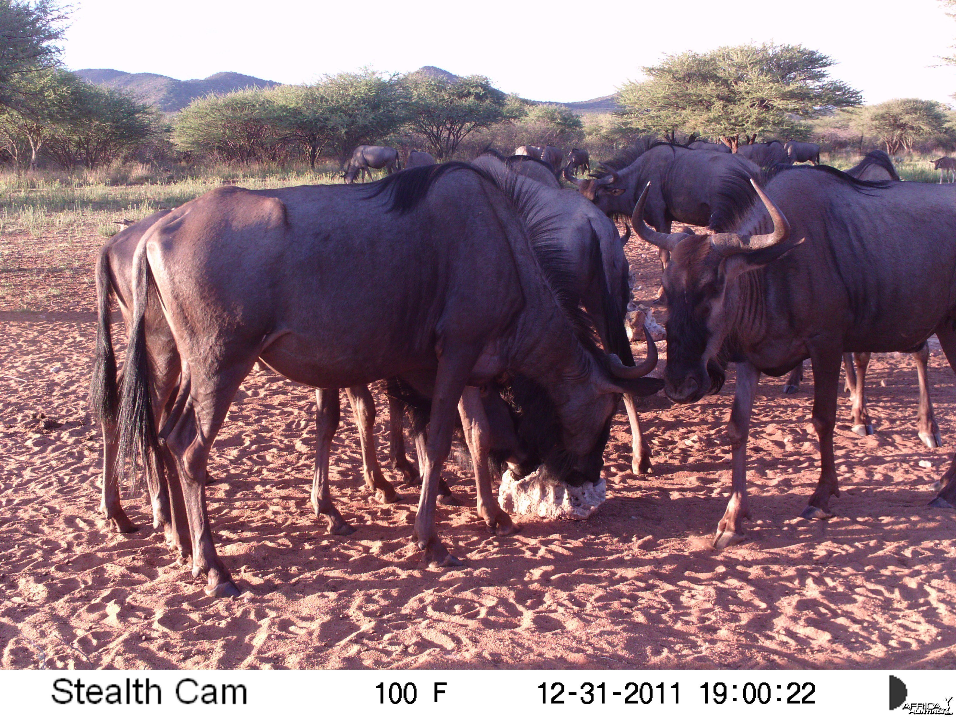 Trail Camera Namibia